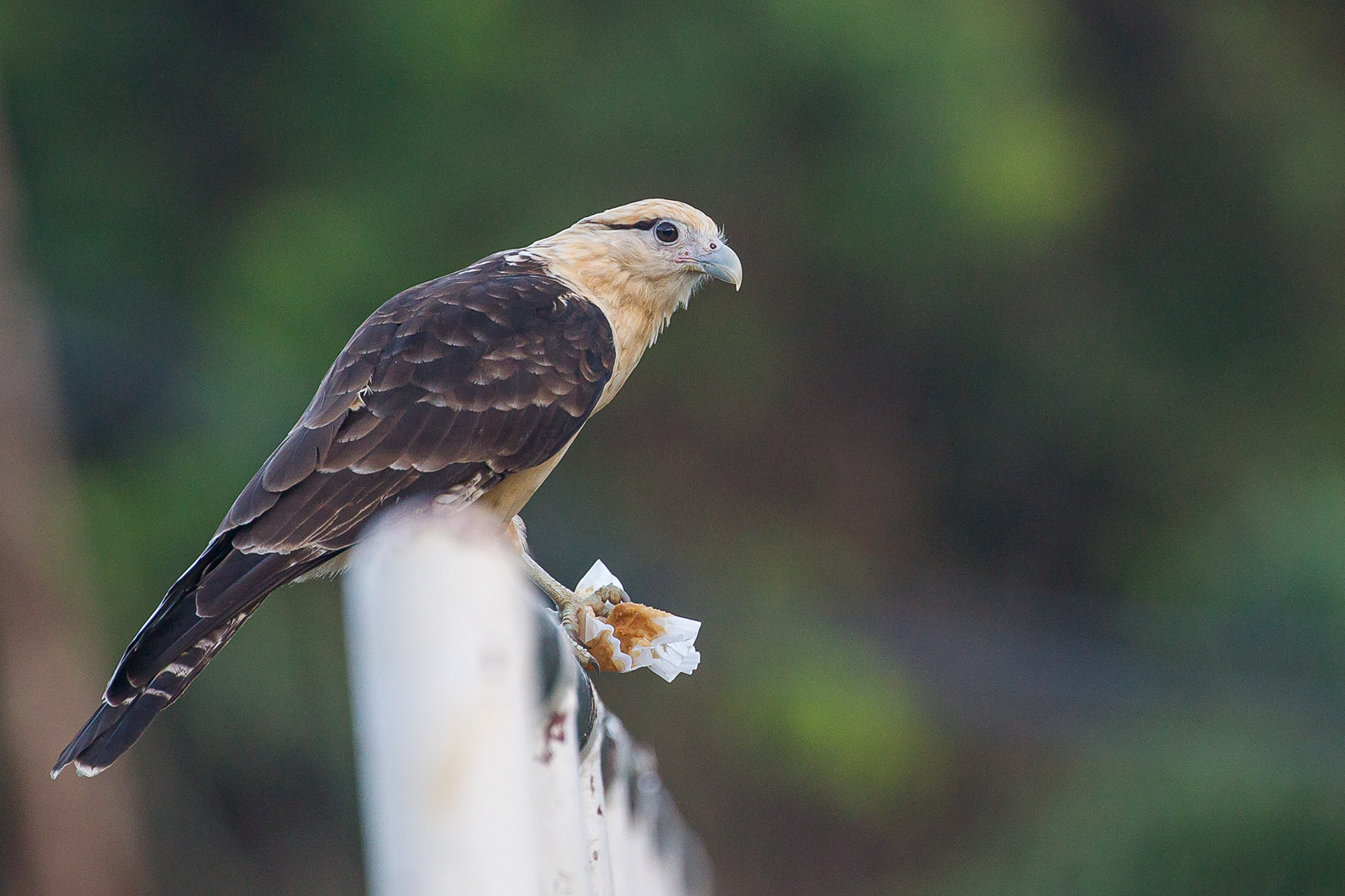 Yellow-Headed Caracara, Tobago 2017