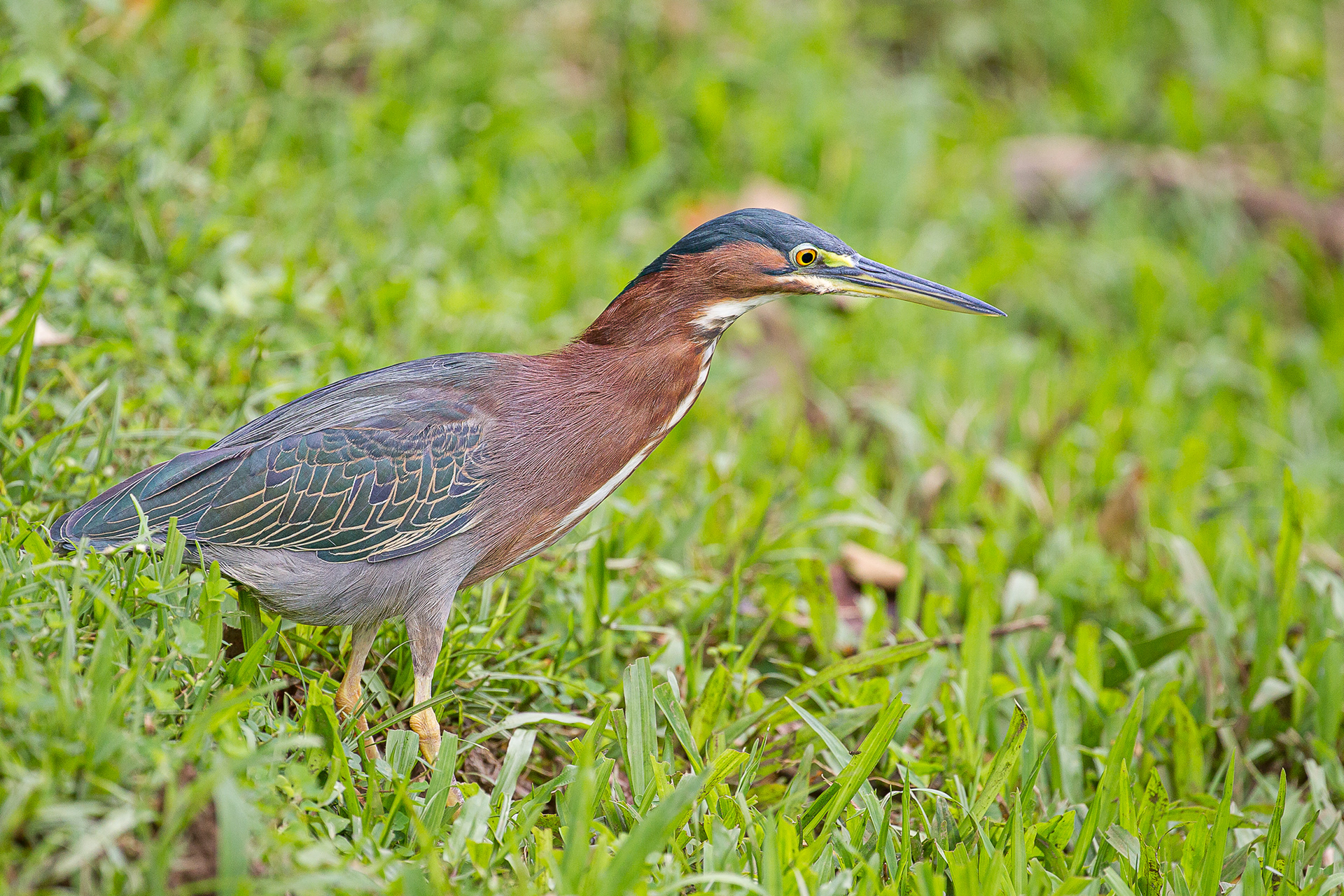  Green Heron, Tobago 2017