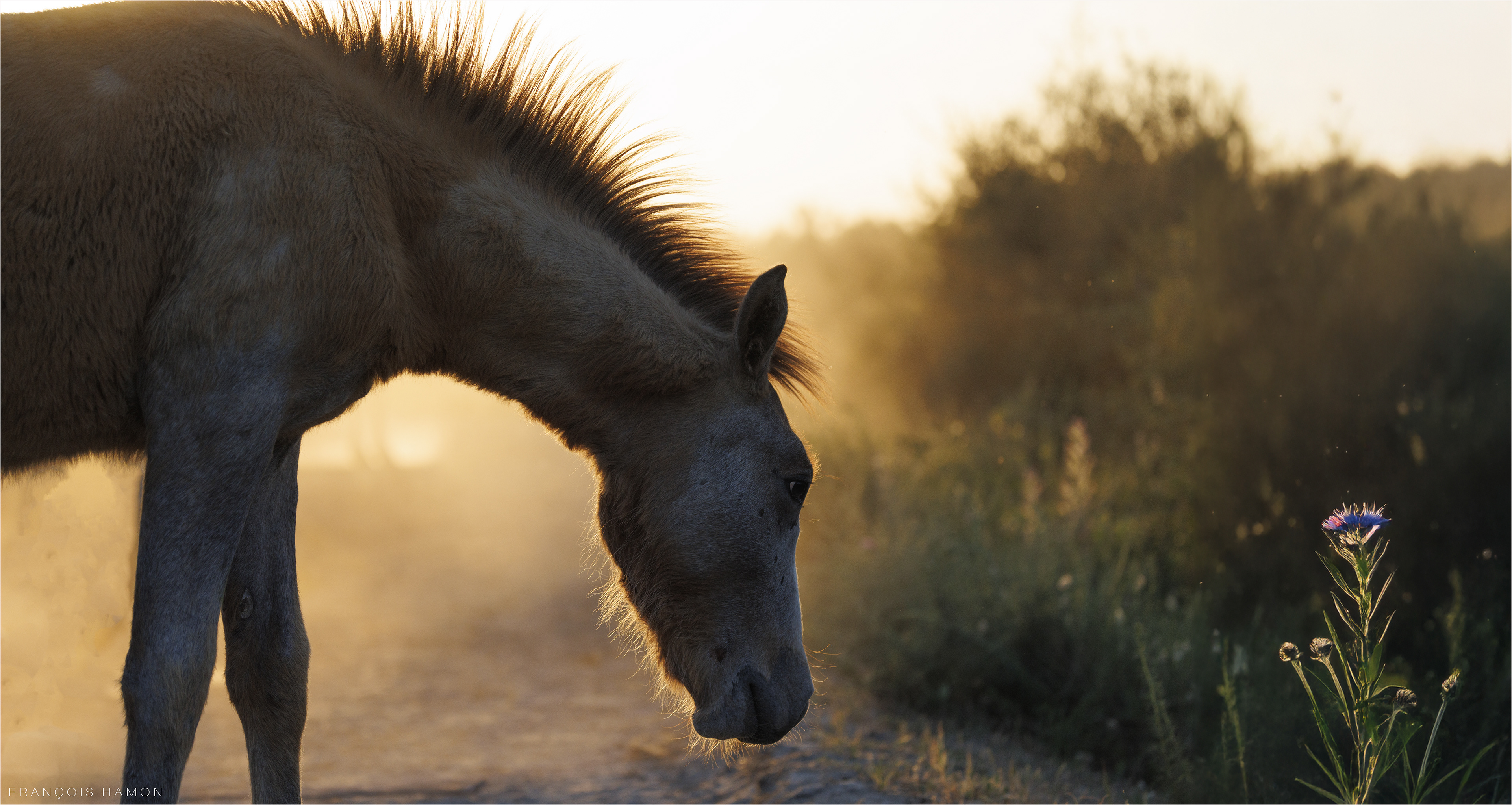 Le chardon - The thistle