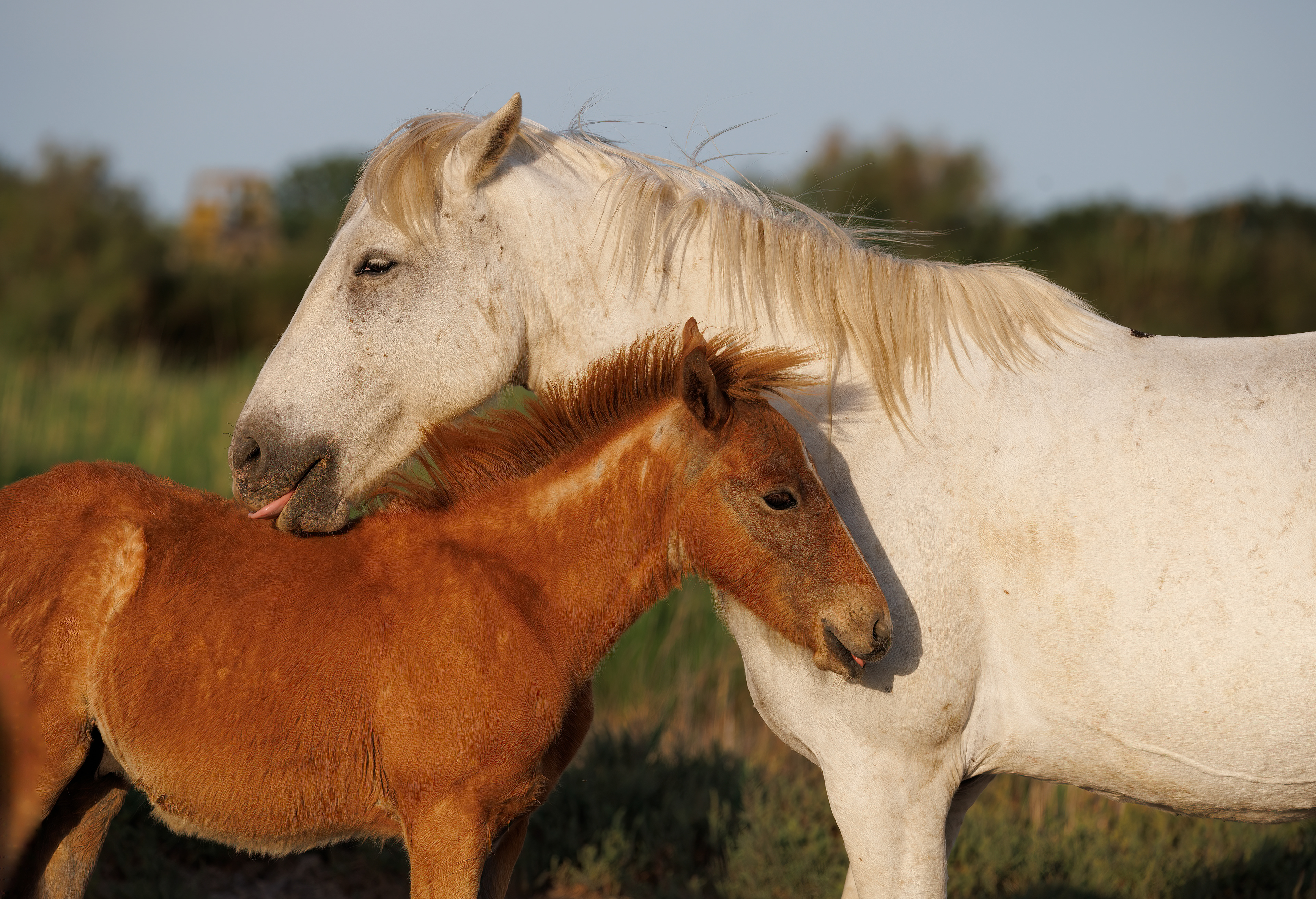 Mother and child reunion