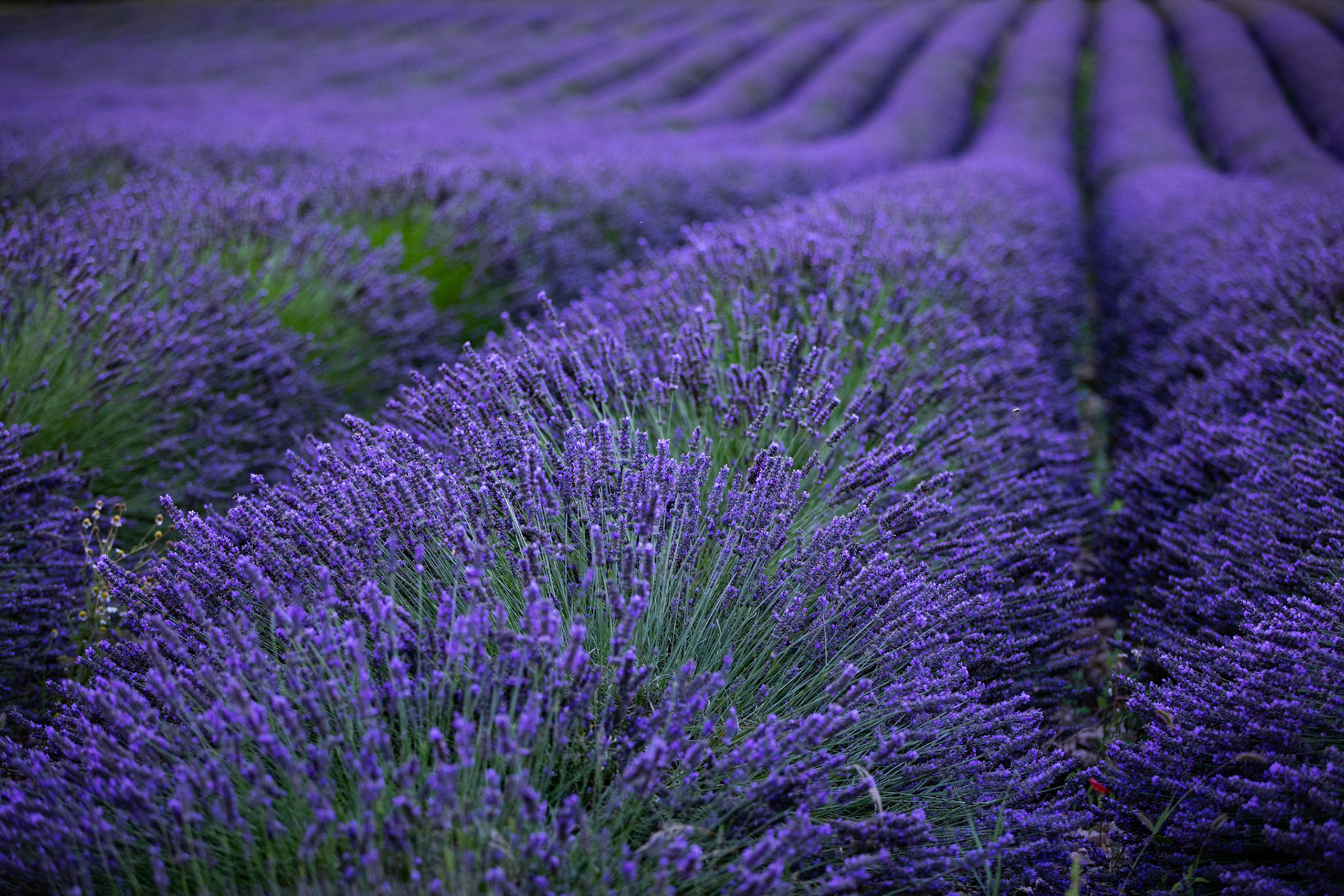 Provence, France