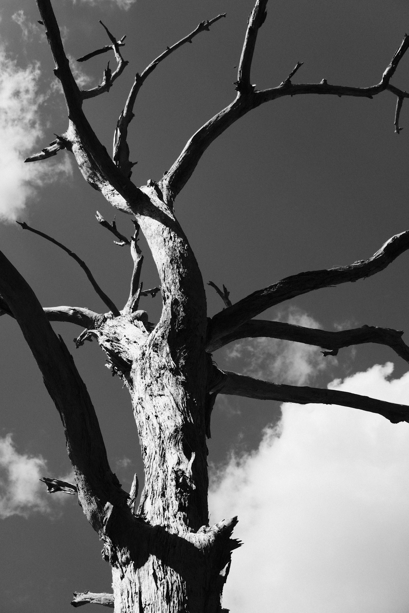 Dead & Twisted