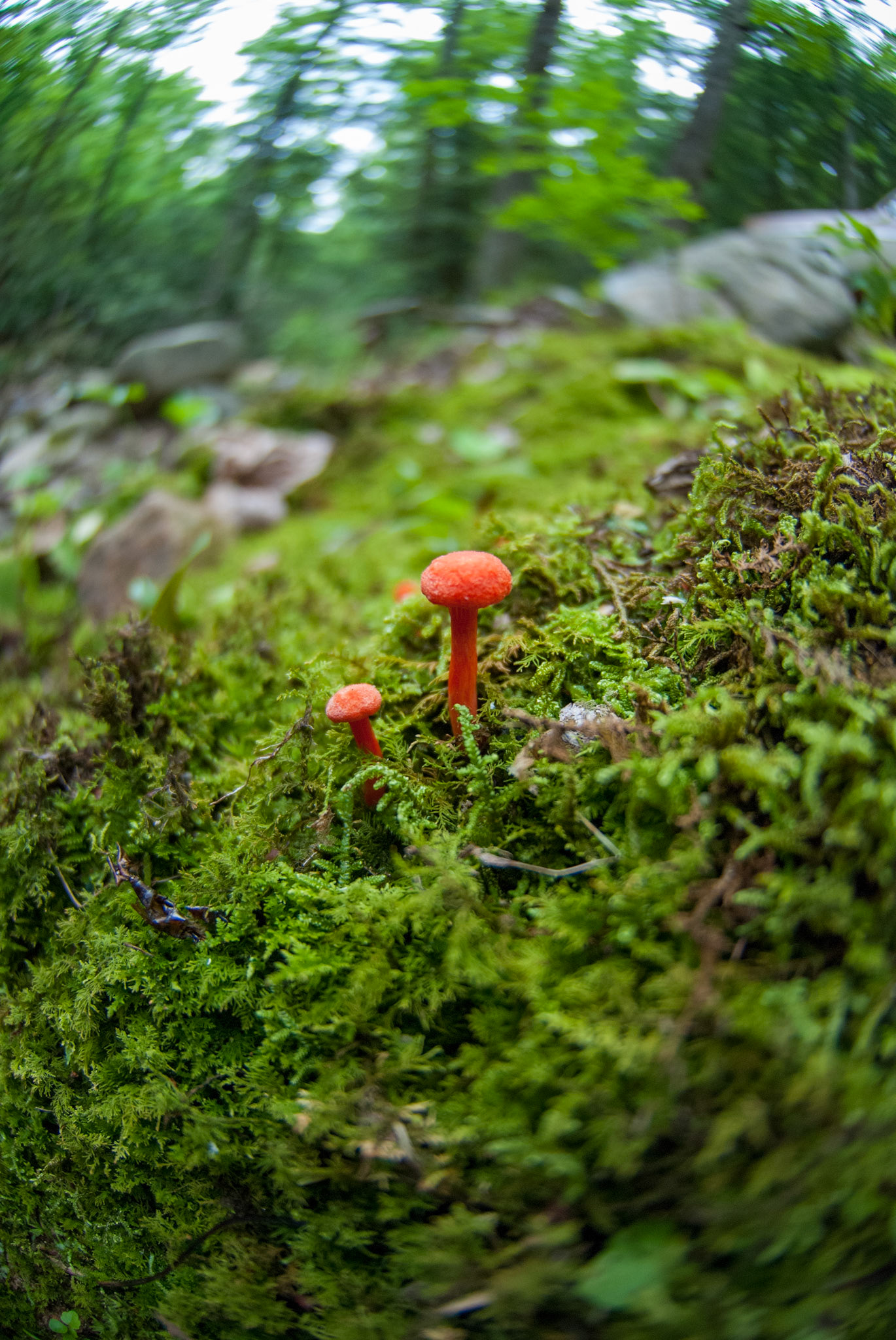 The Little Orange Mushroom