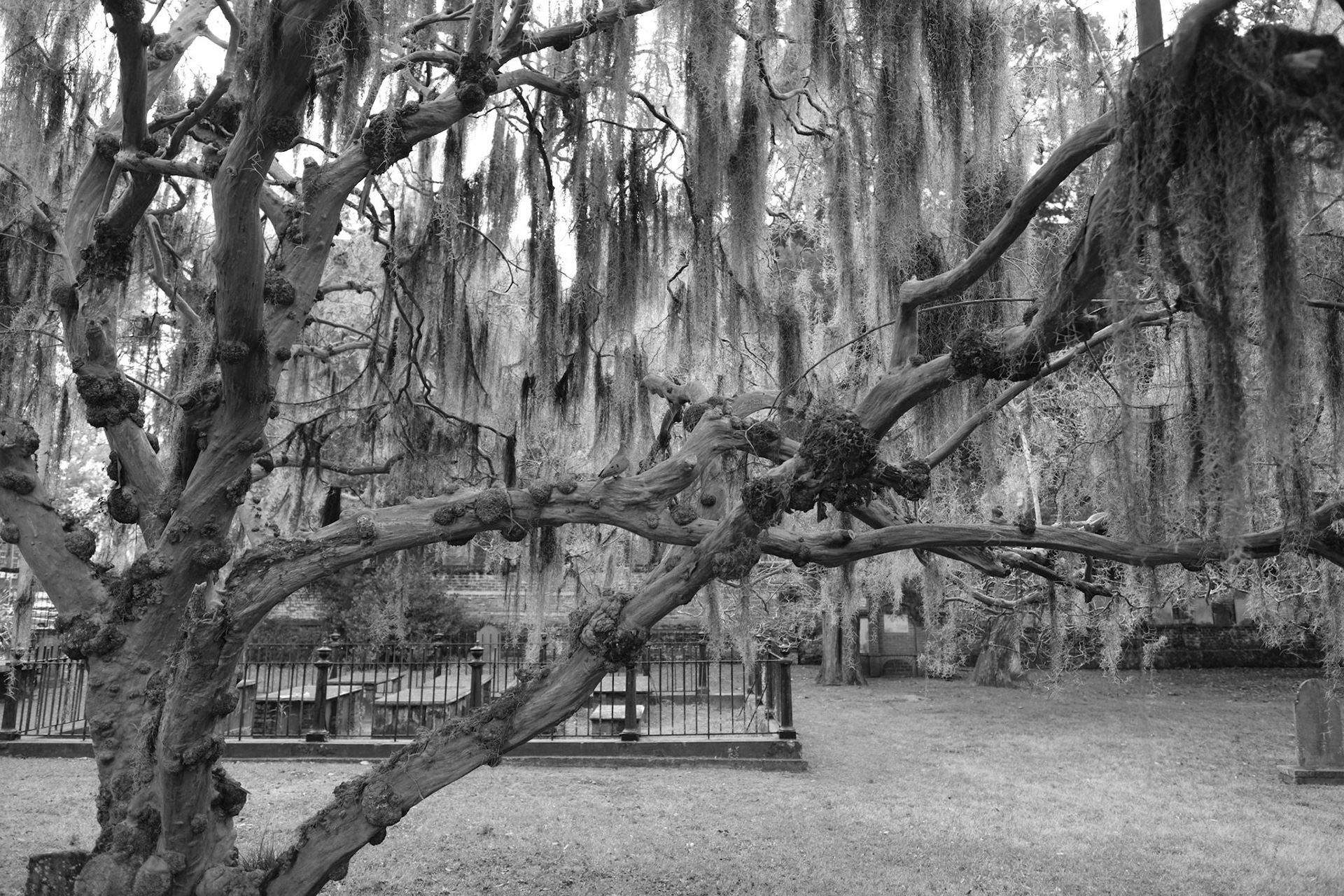 The Old Man of the Cemetery