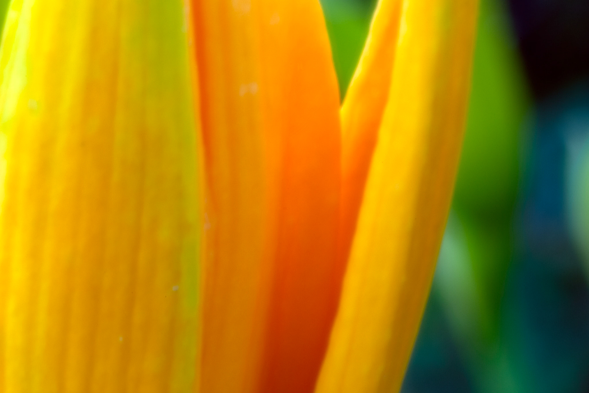 Colors of Nature