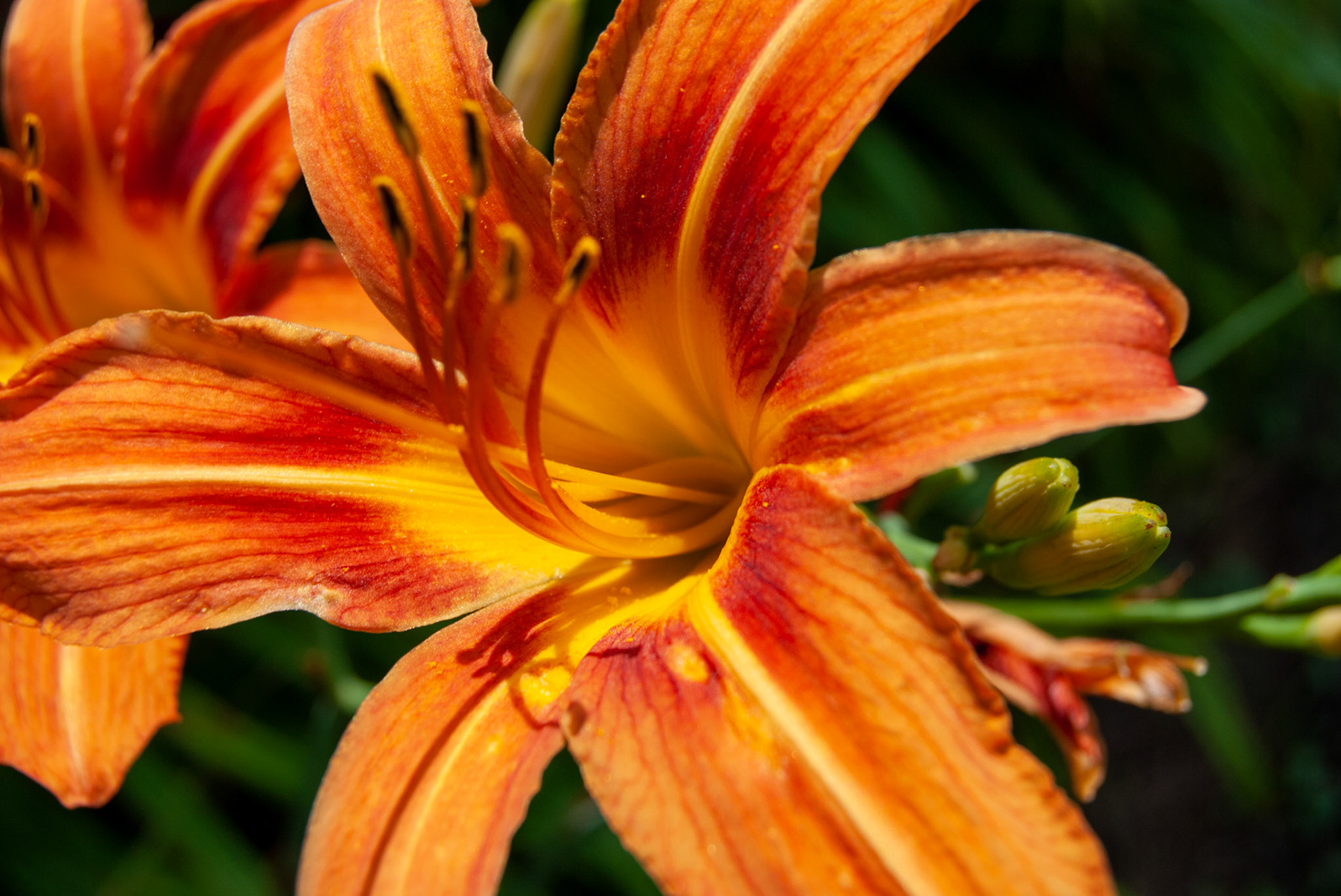 Gifts of Nature