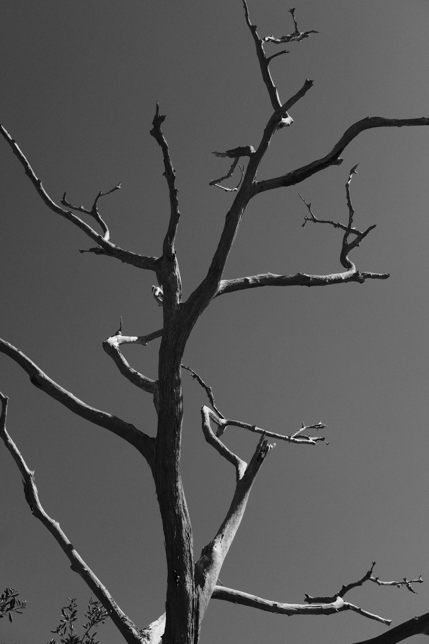 Bare Bones