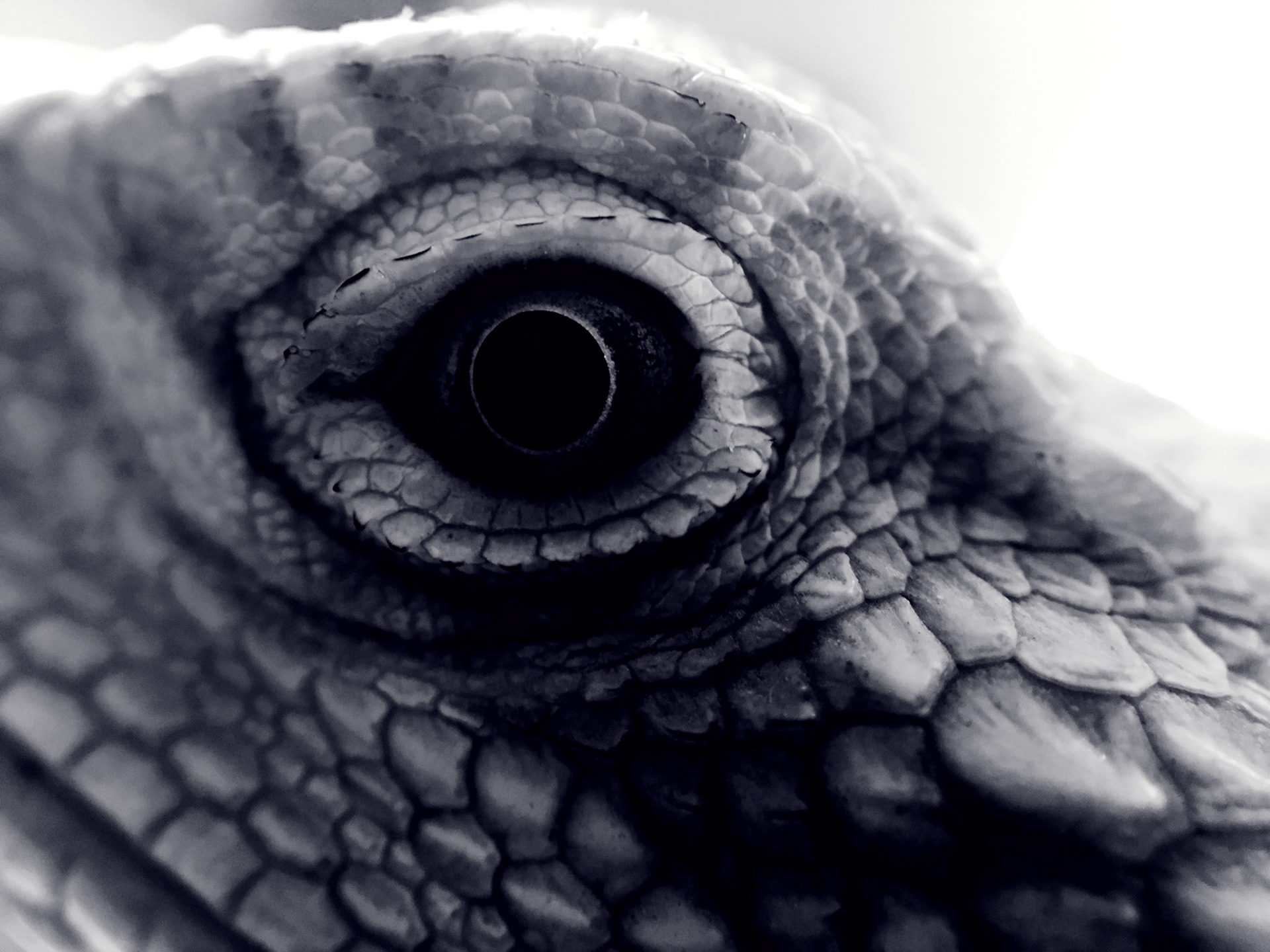 Dragon’s Eye