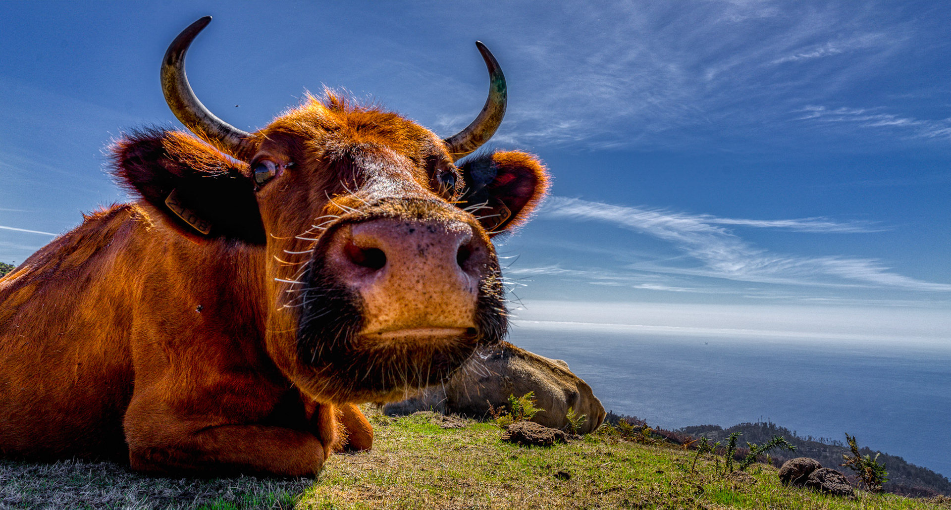A good discussion on the south coast of Madeira