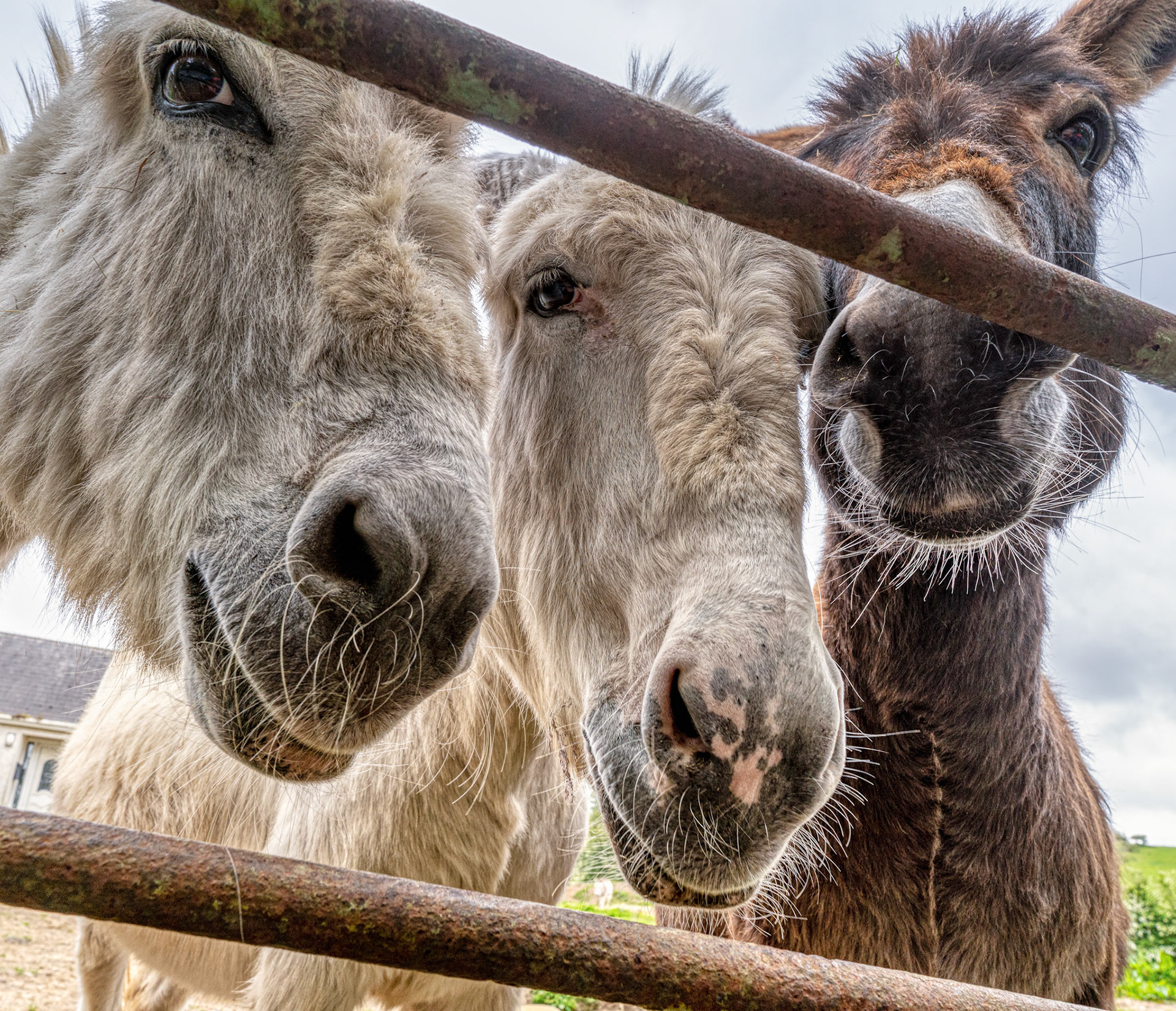 Retired Donkeys in Ireland