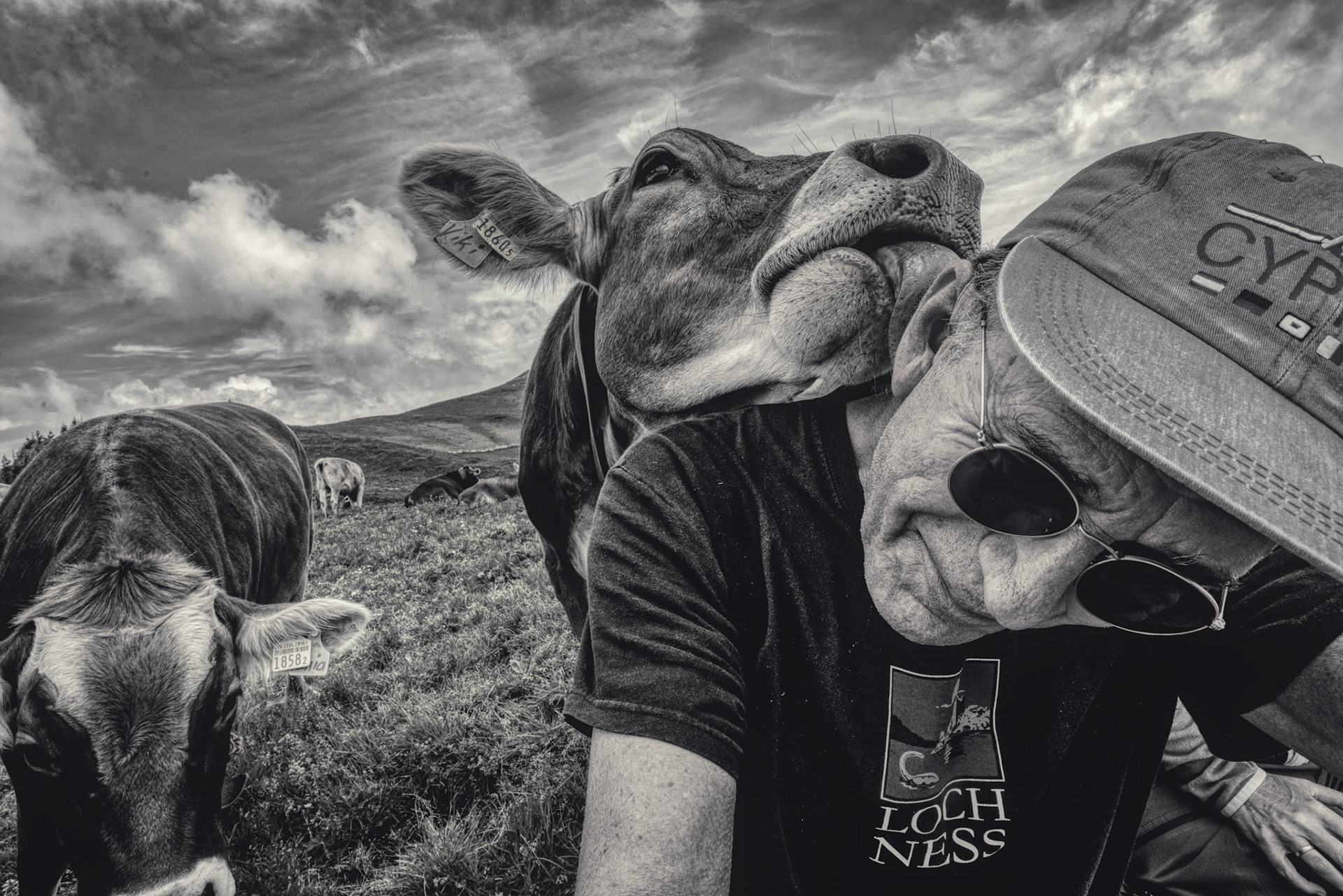 From my daily Cow selection