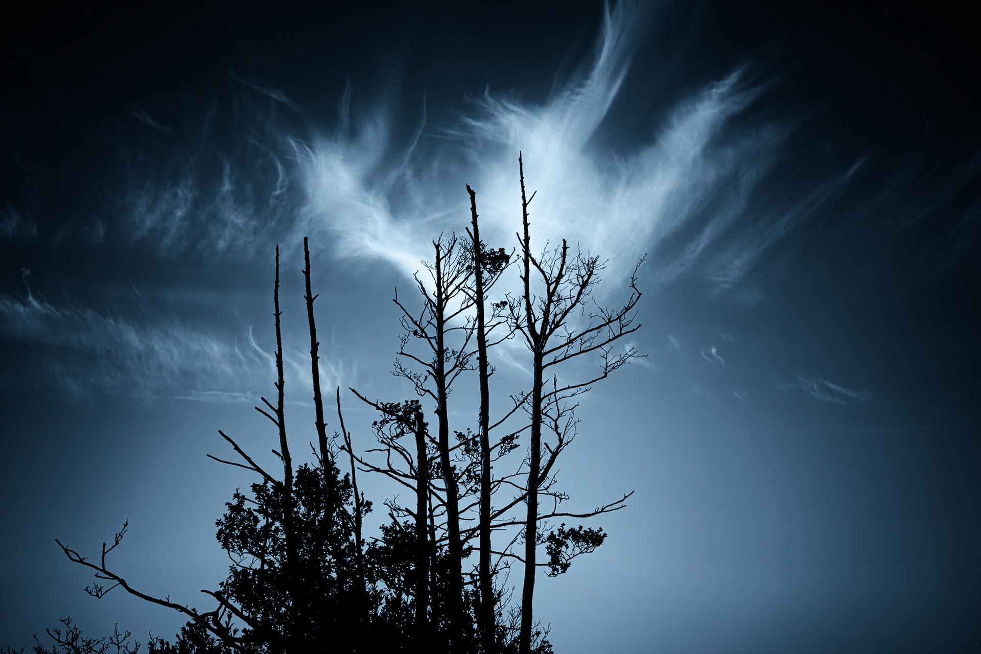 Døde træer ved slotsholmen, Silkeborg