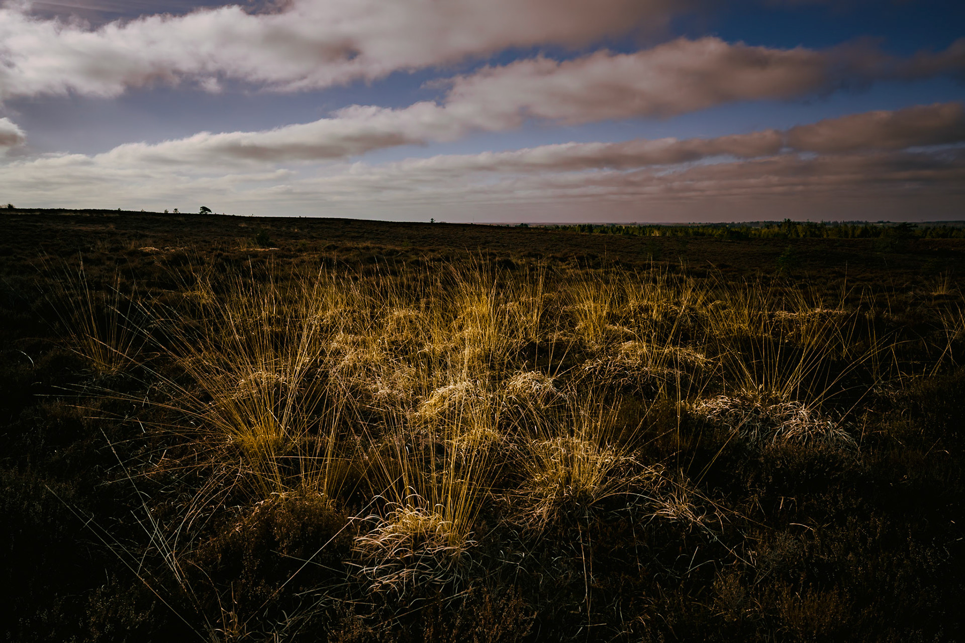 Forår på Isenbjerg
