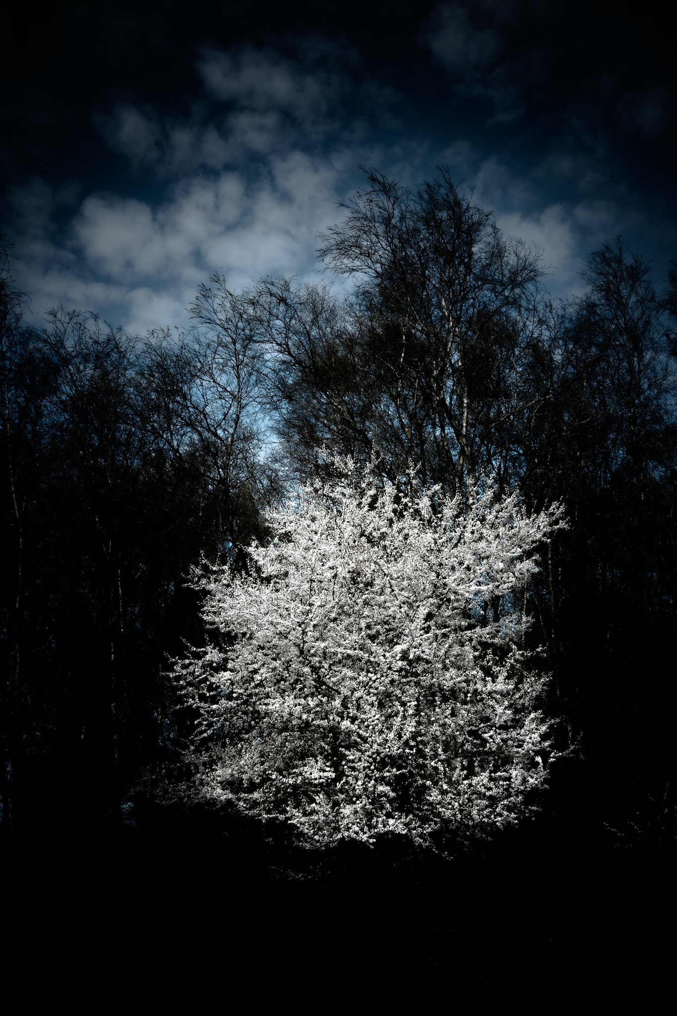 Frugttræ bag Stinnes hus, Søby