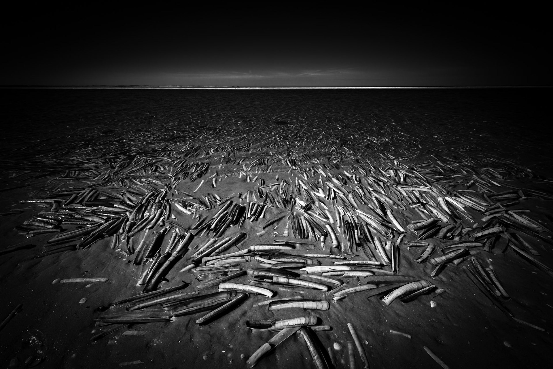 Knivmuslinger, Fanø