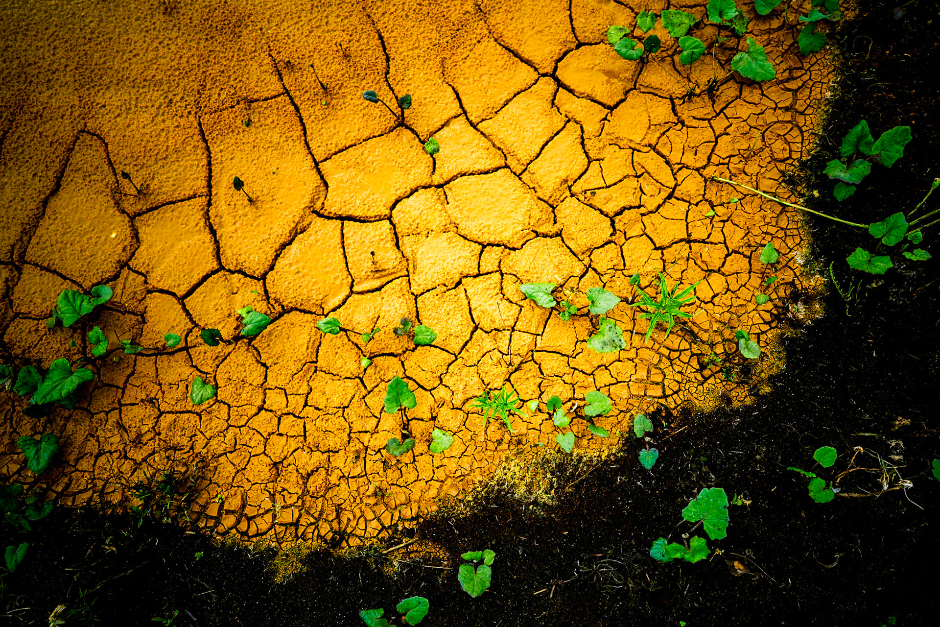 Okker ved Haunstrup lejet