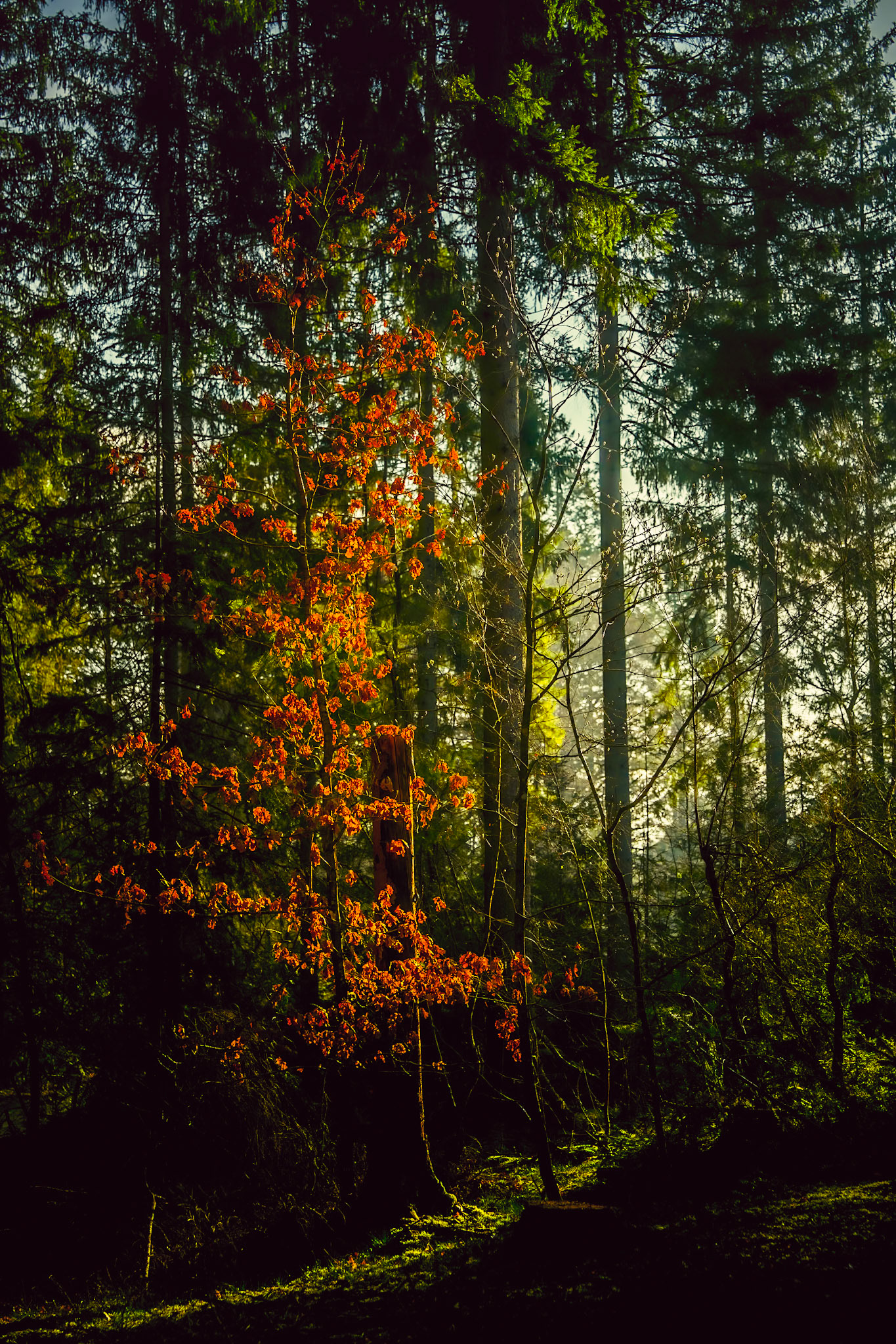 Forår ved Slåen Sø