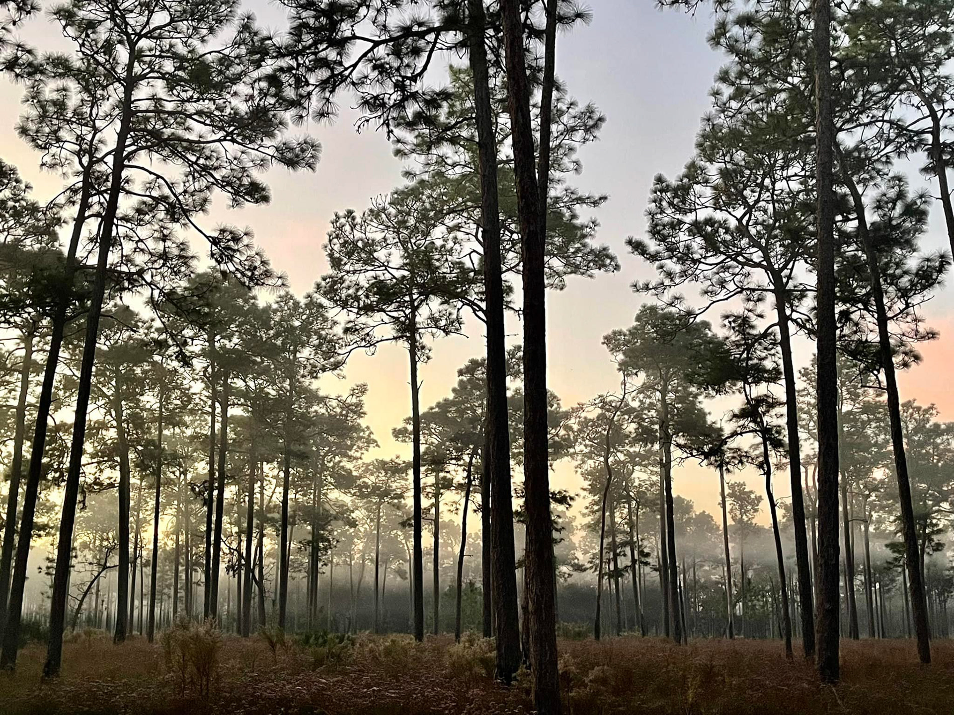 Sandhill Crane – Quest for the Longleaf Pine Ecosystem