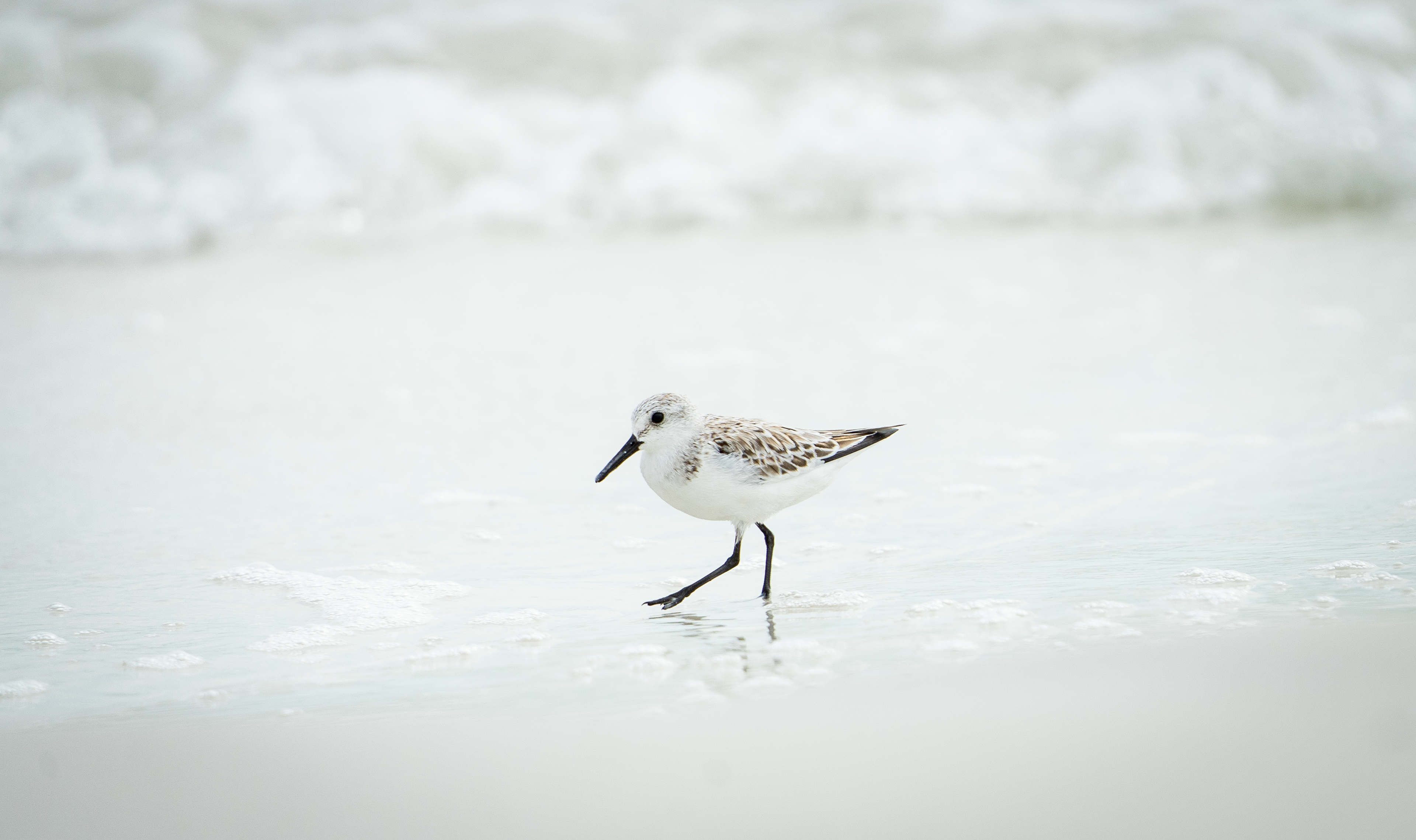 Sanderling