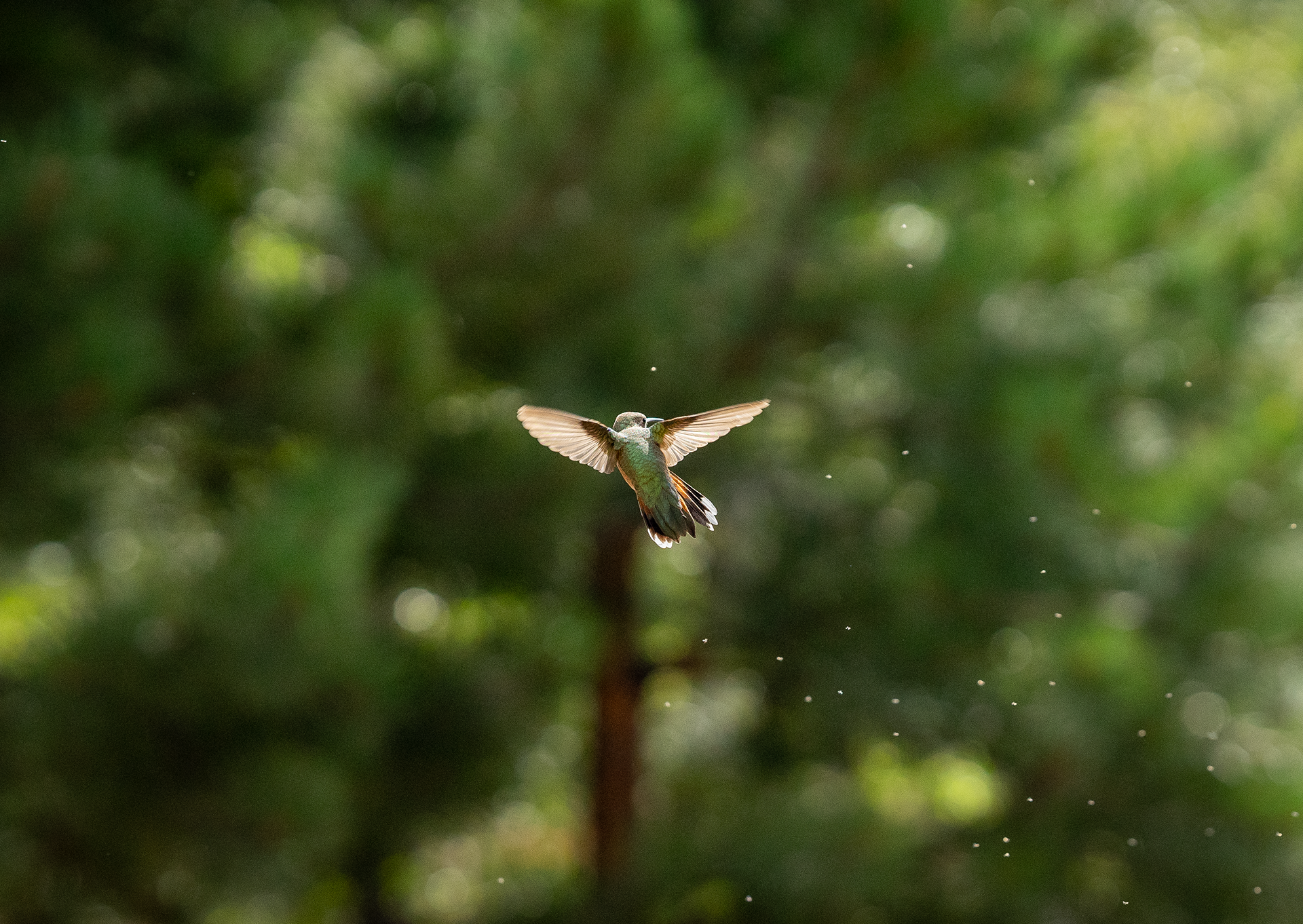 Hummingbird