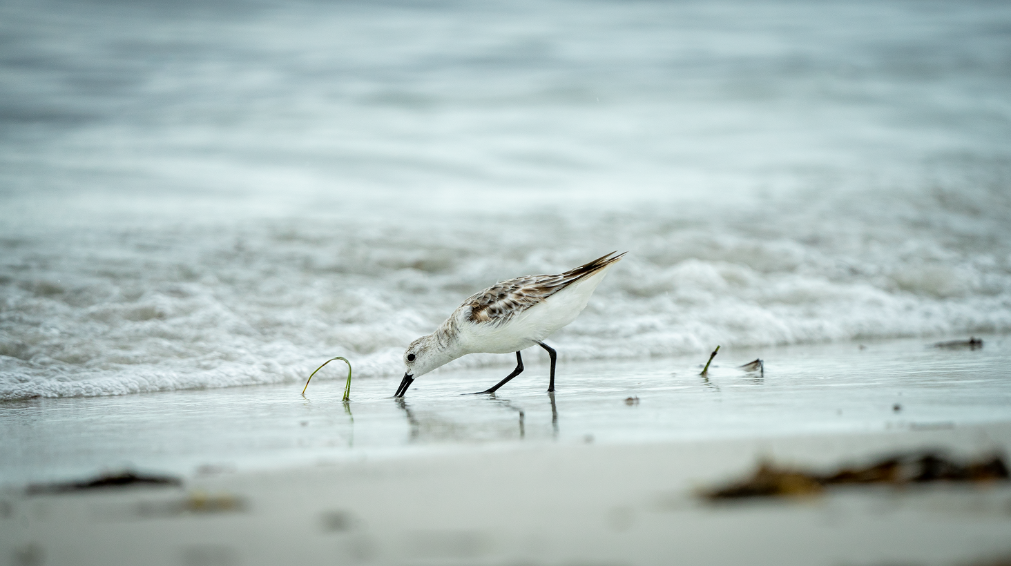 Sandpiper
