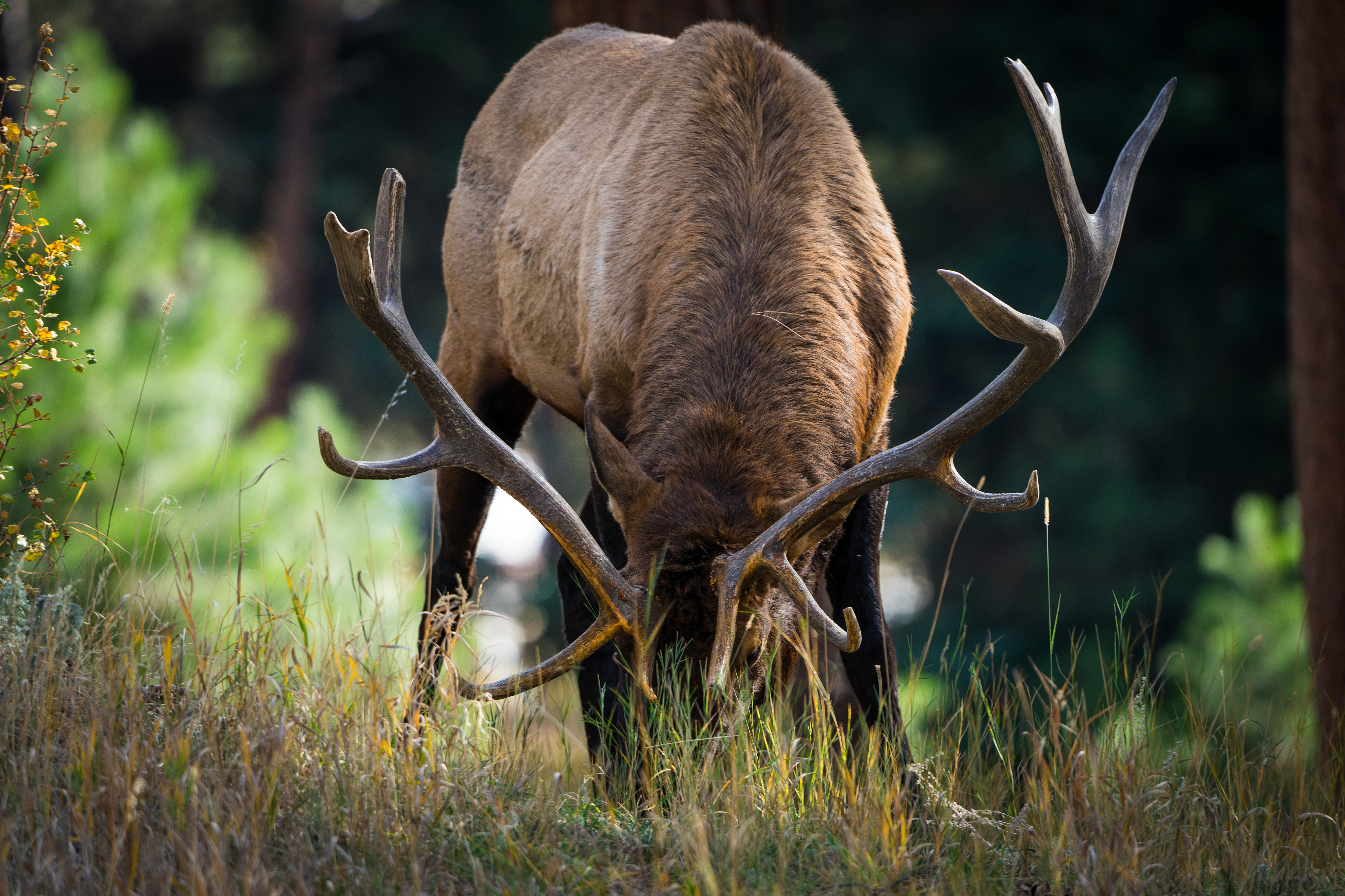 Bull Elk