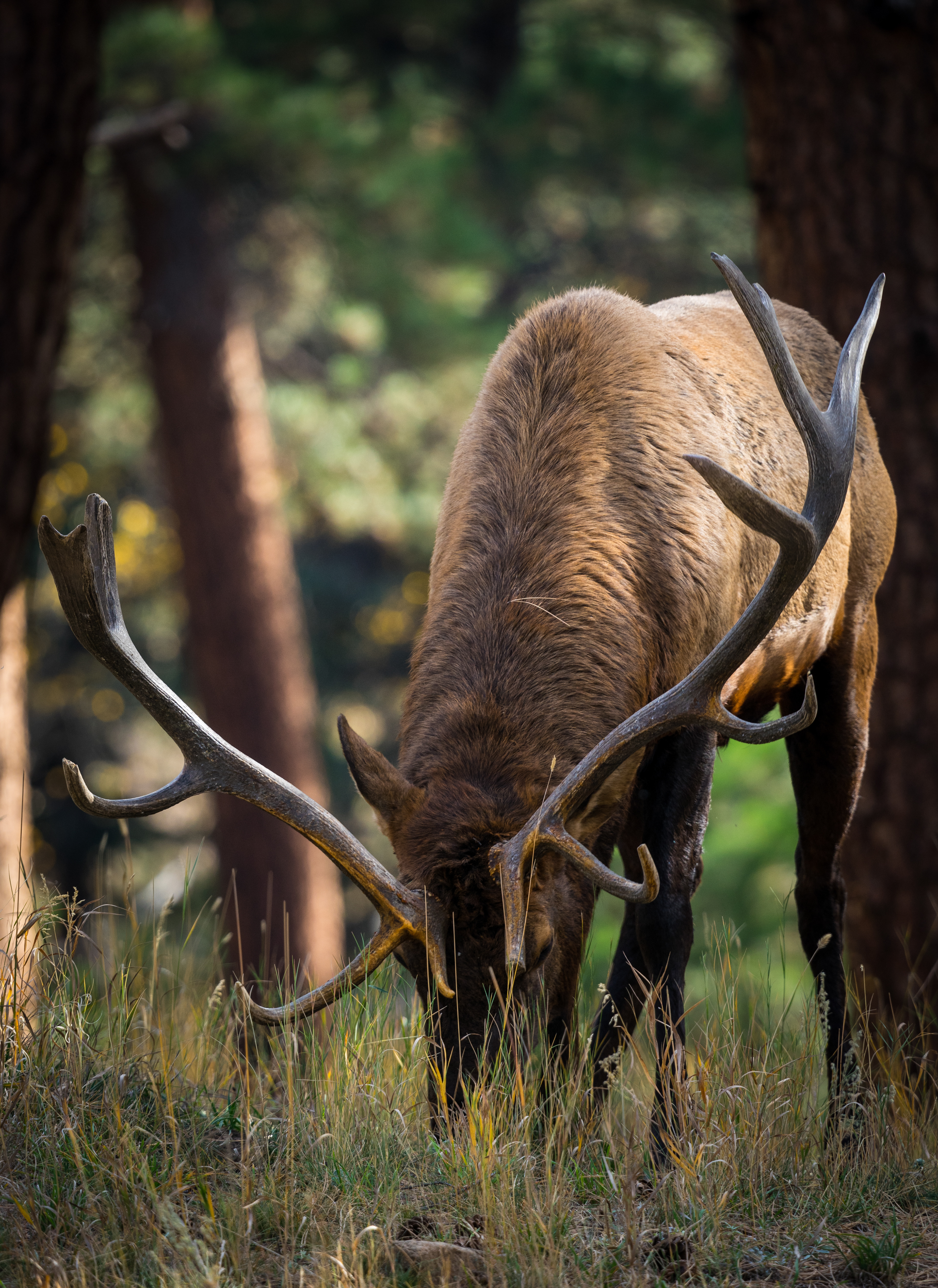 Bull Elk