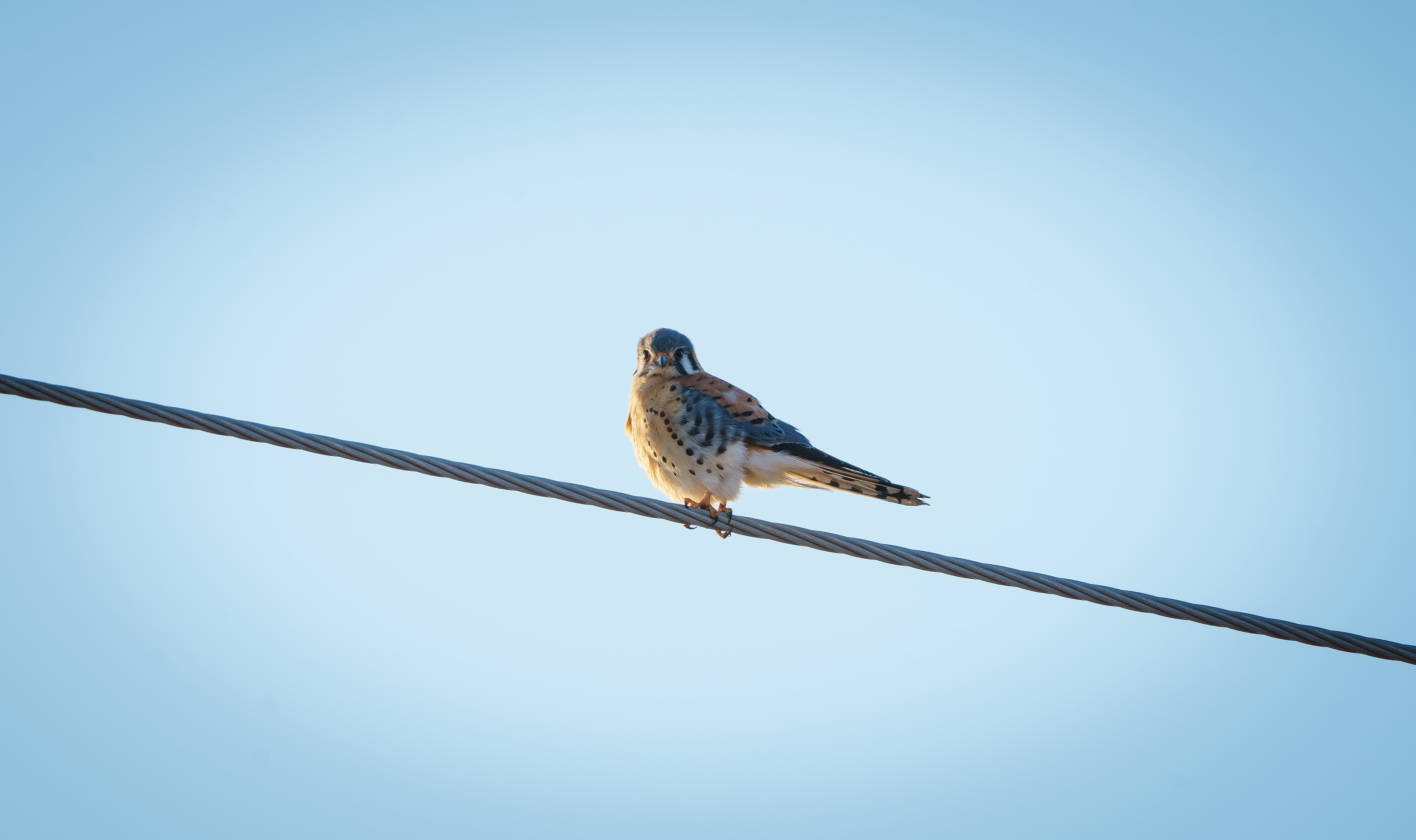 American Kestrel