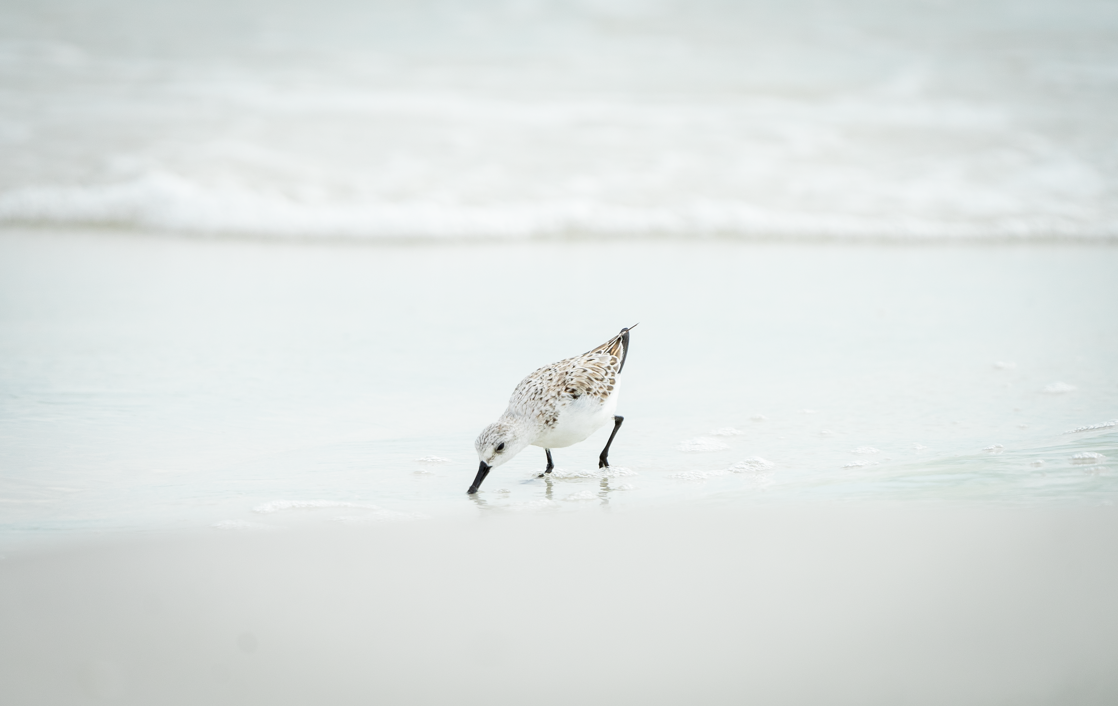 Sanderling
