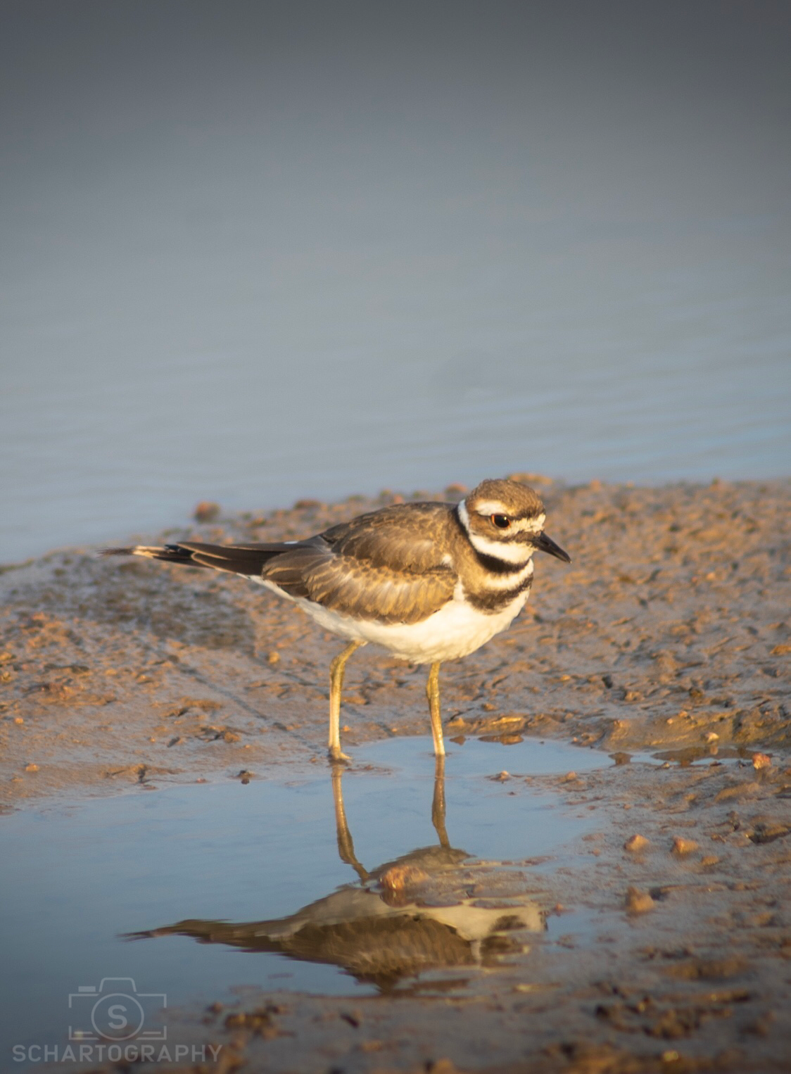 Killdeer