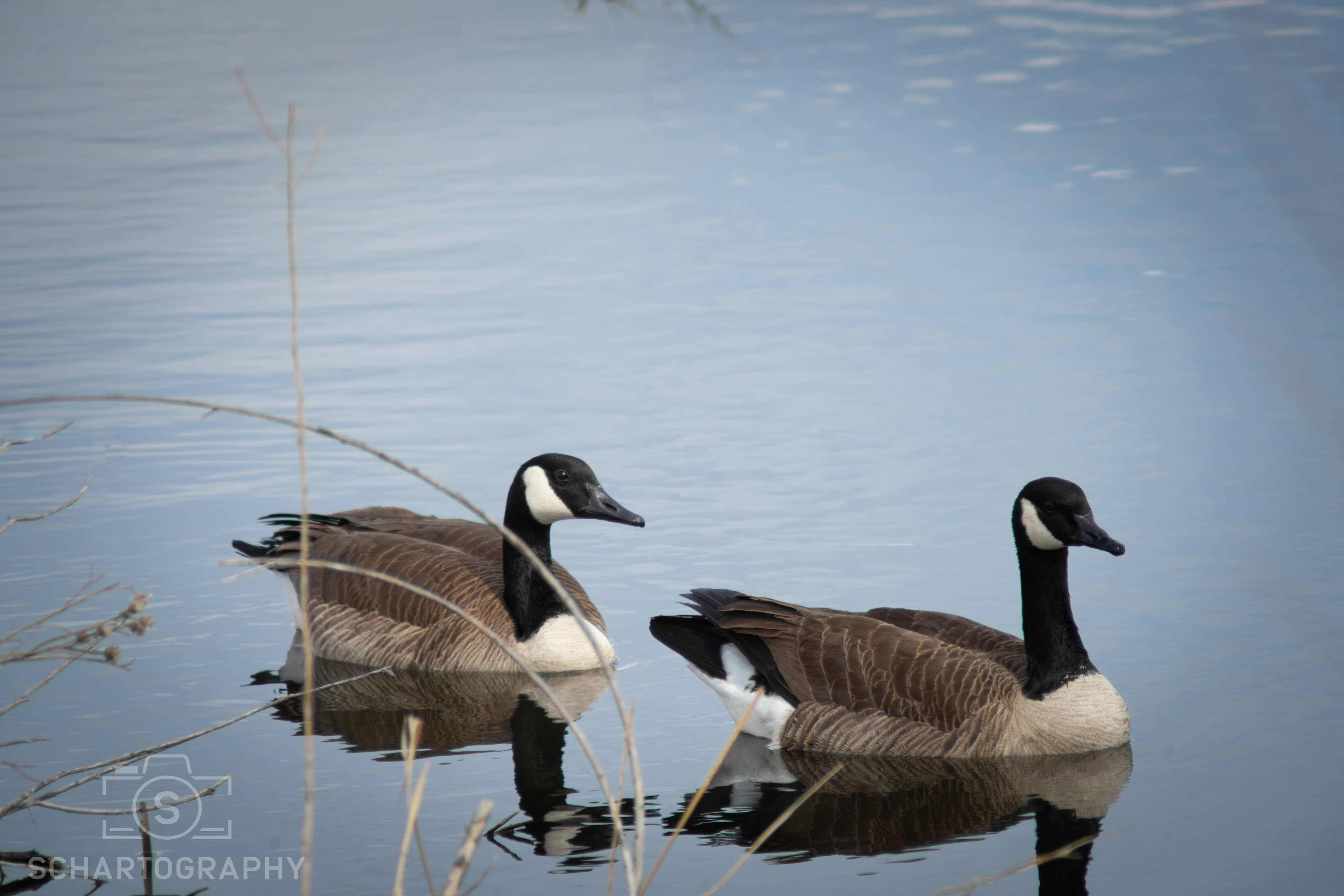 Canada Geese