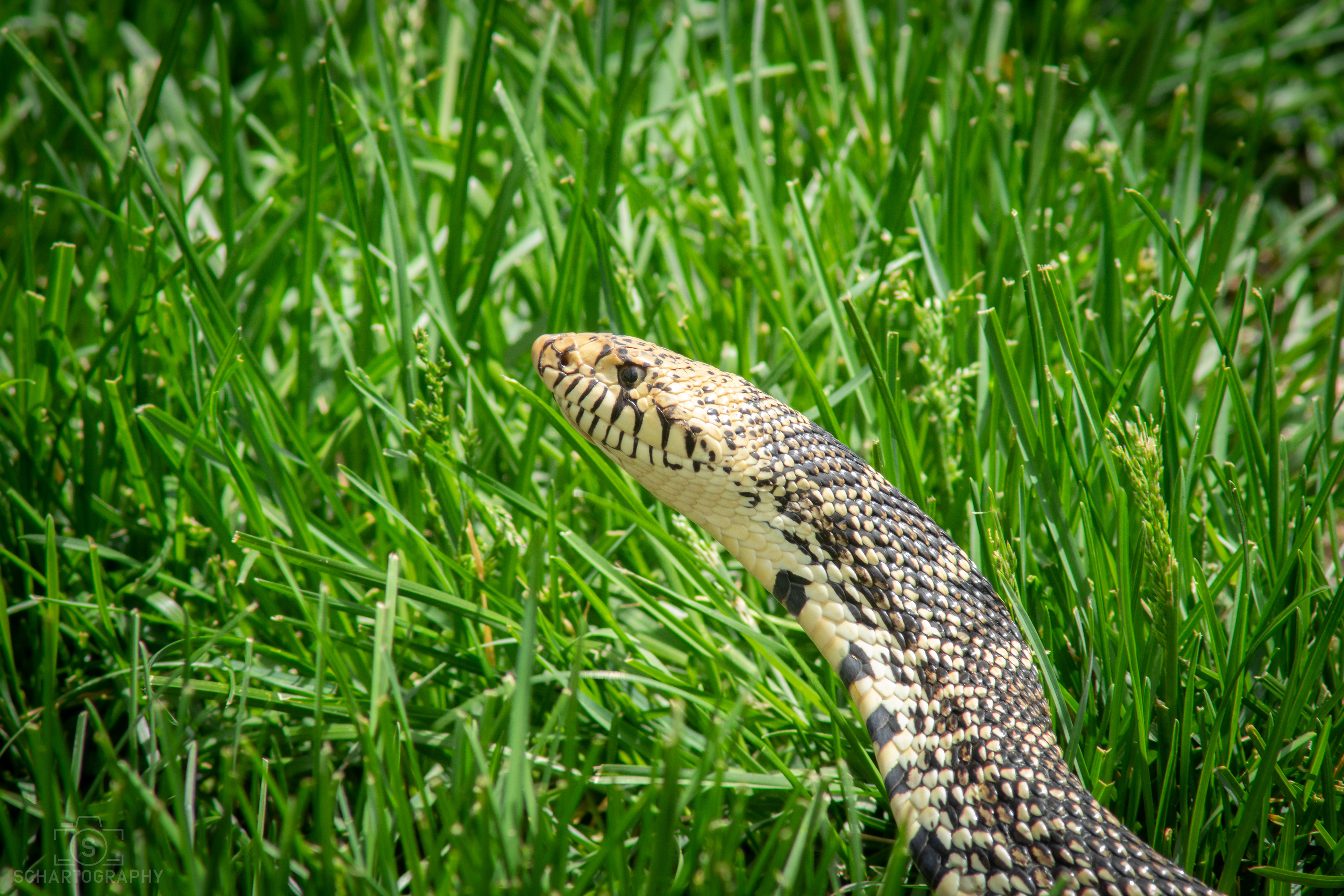 Bullsnake