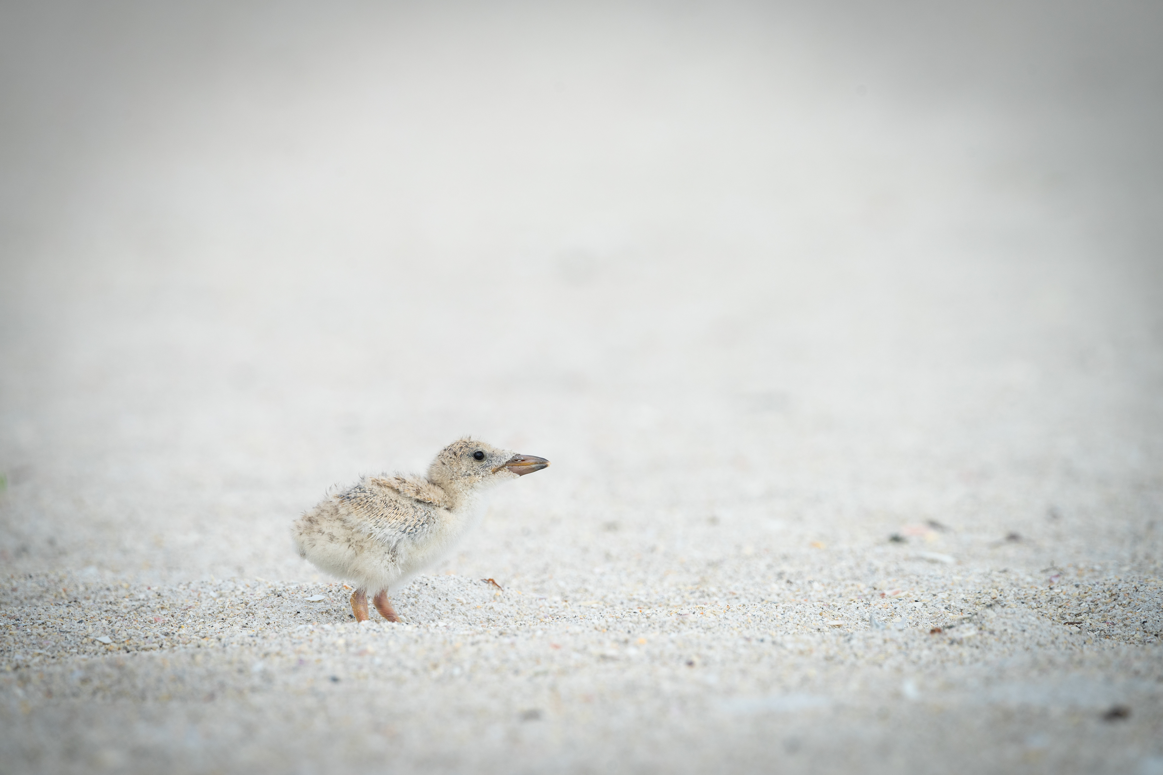 Black Skimmer Chick