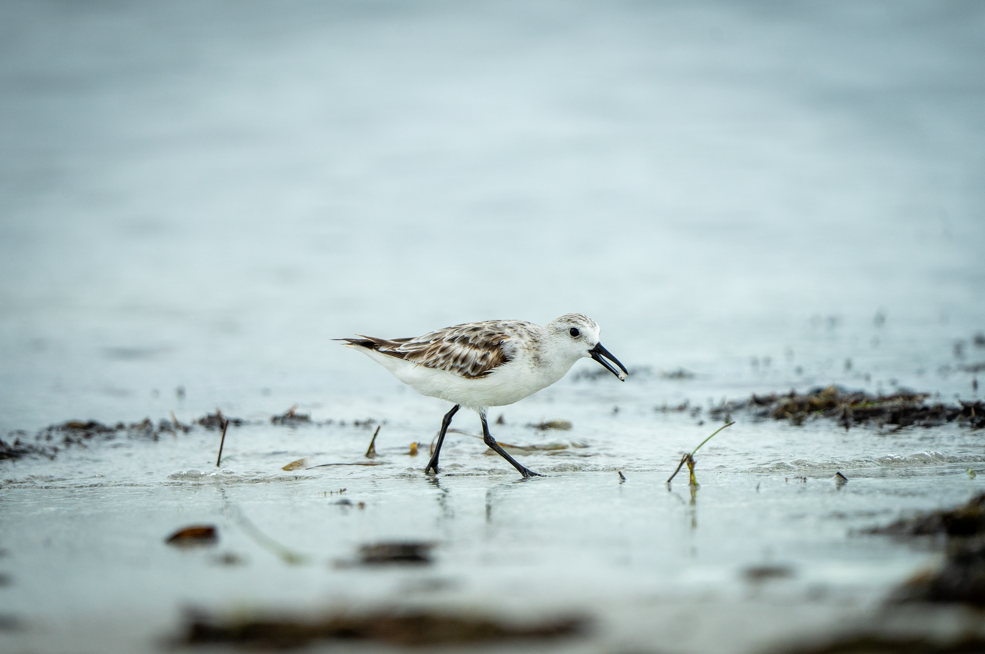 Sandpiper