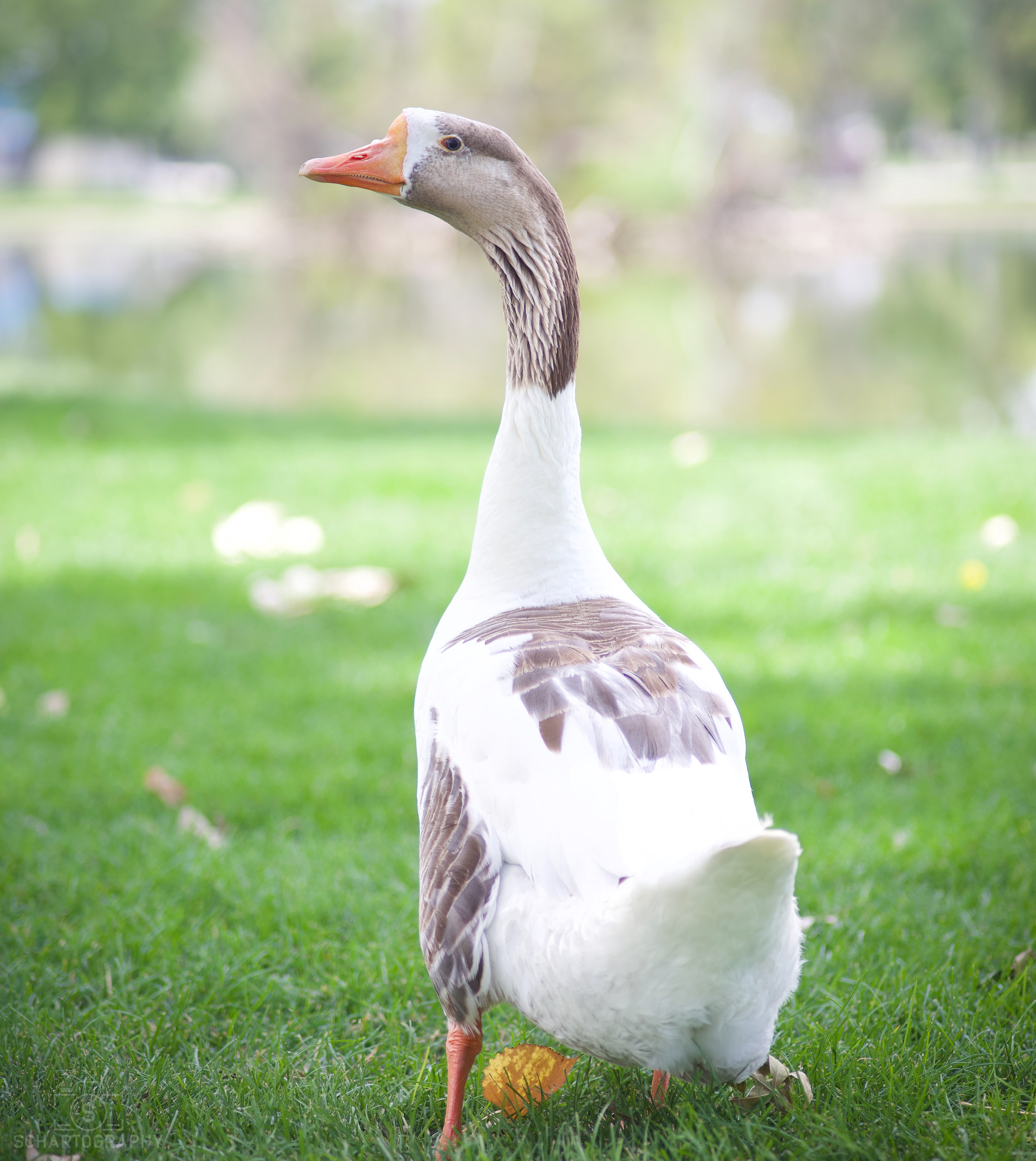 Domestic Goose/Swan Hybrid