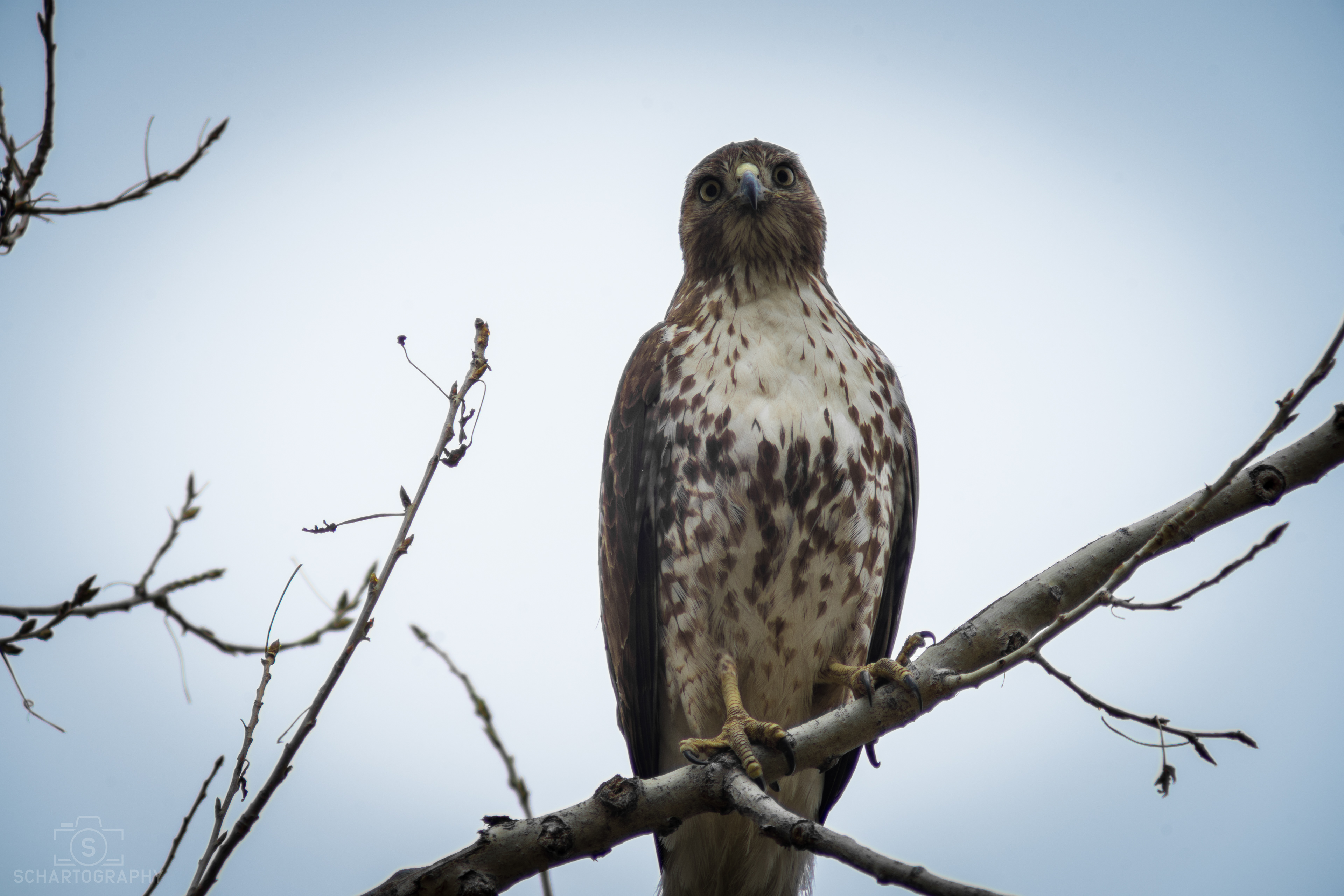 Red Tailed Hawk