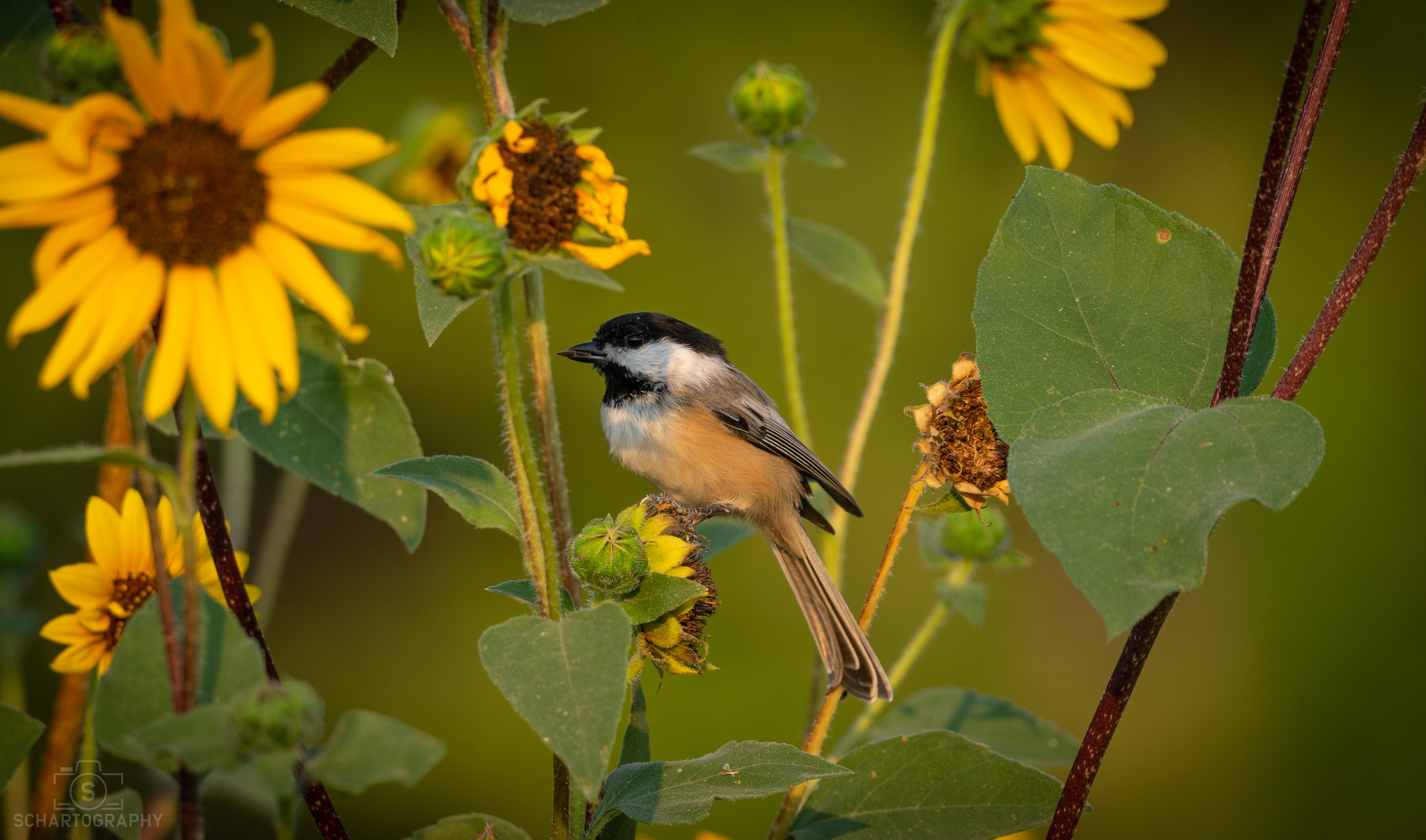 Black-Capped Chickadee