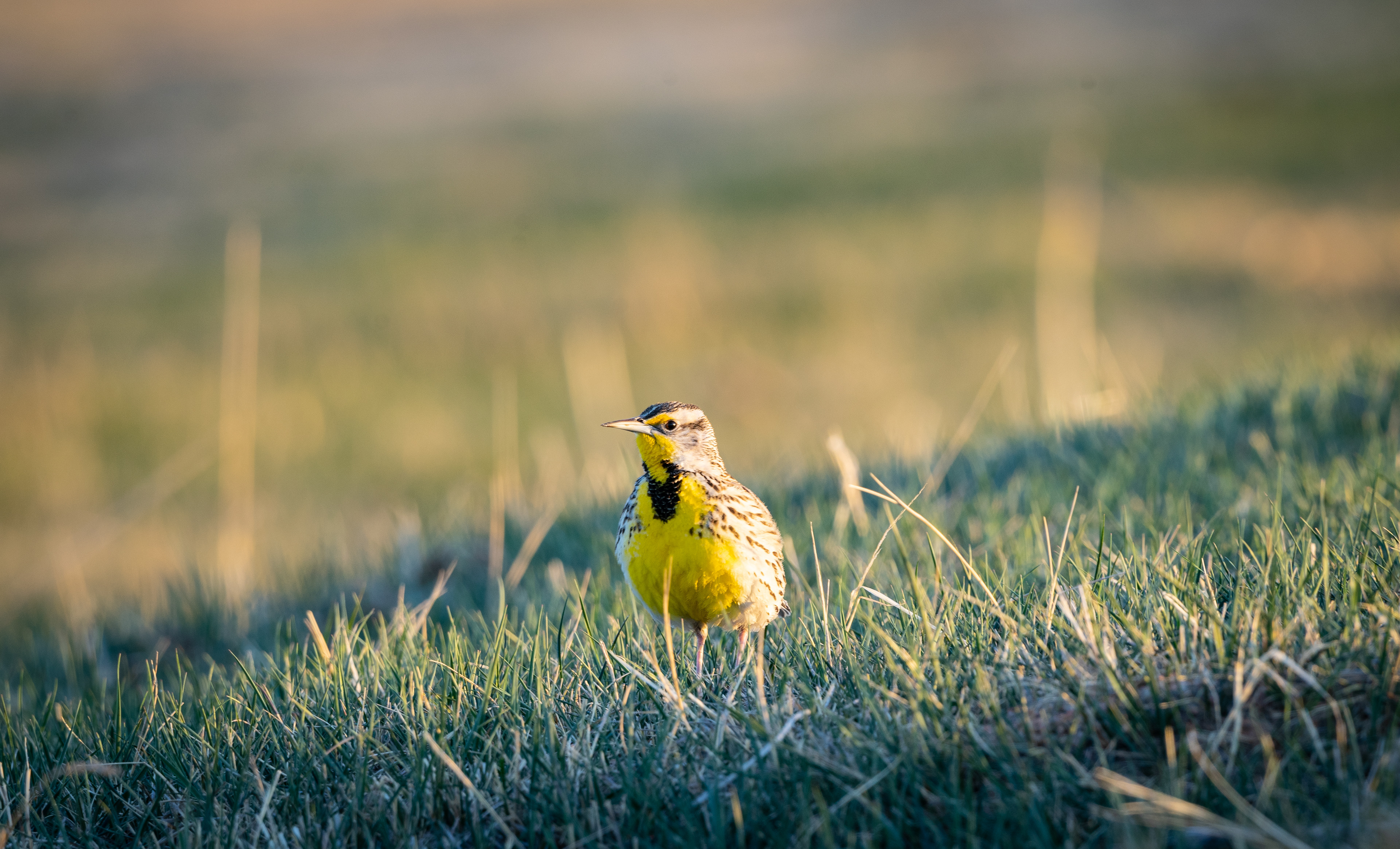 Eastern Meadowlark