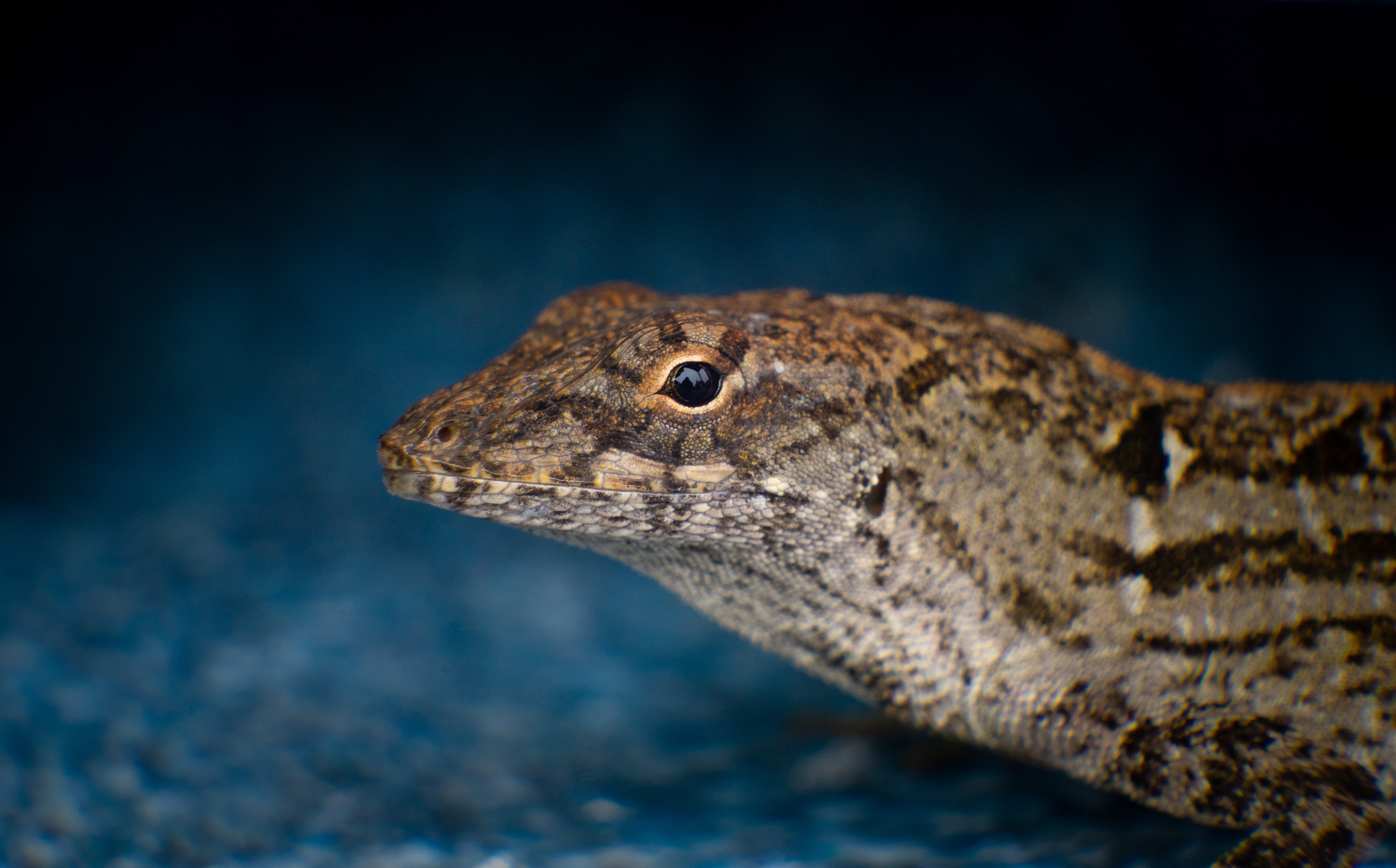 Brown Anole