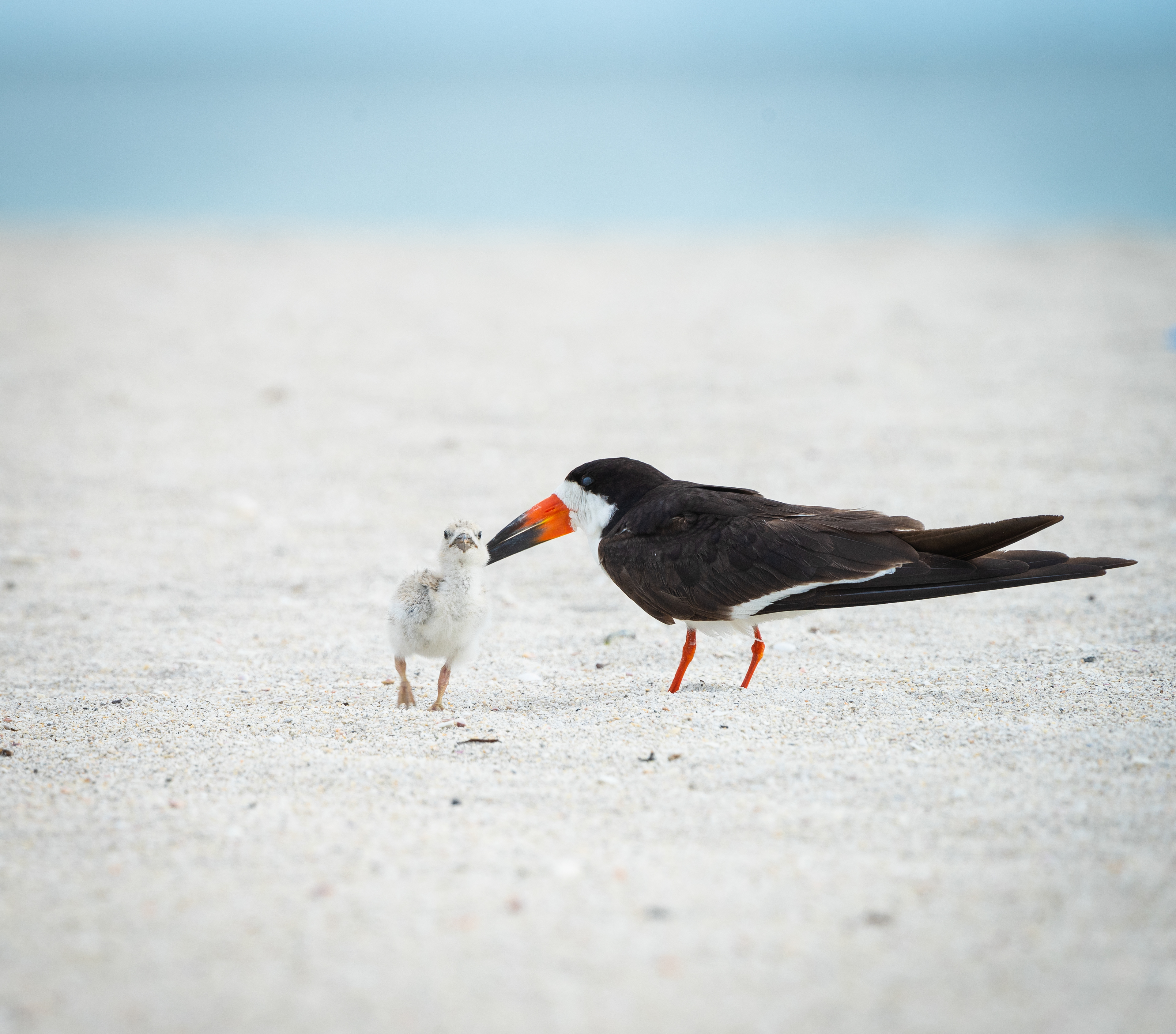 Black Skimmer with Chick
