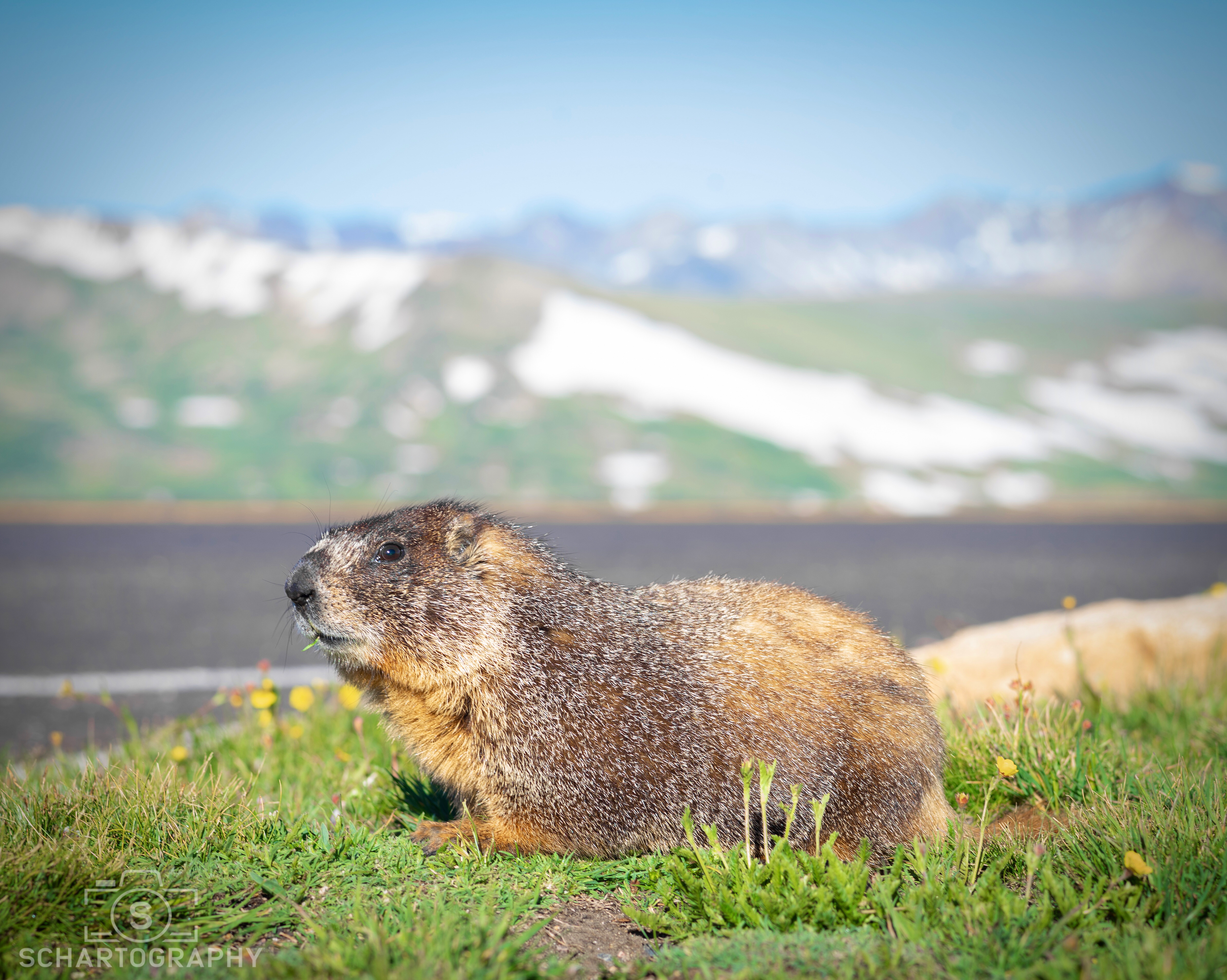 Yellow-Bellied Marmot