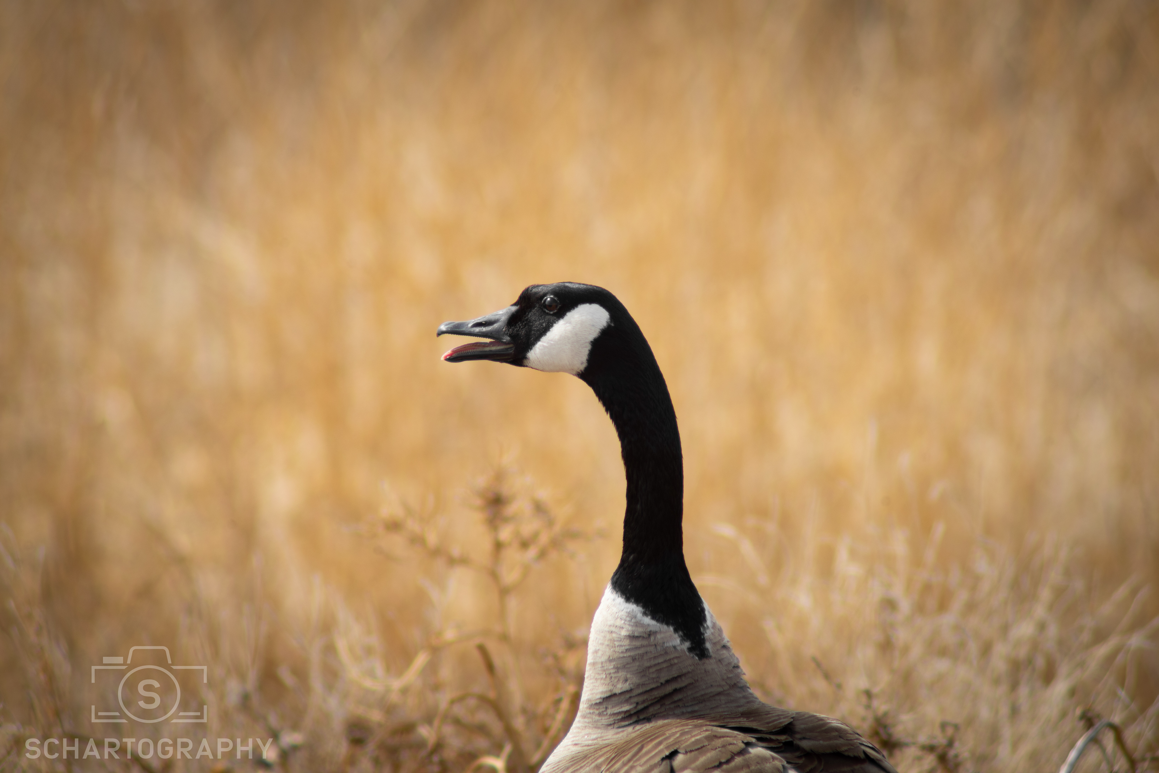 Canada Goose