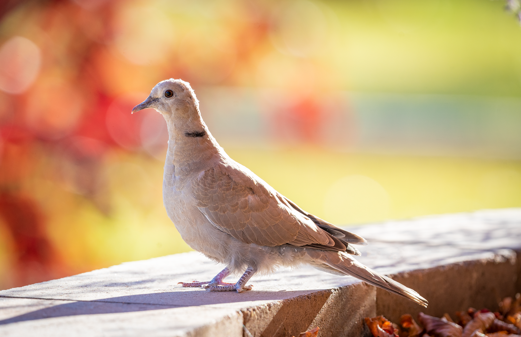 Eurasian Collared Dove