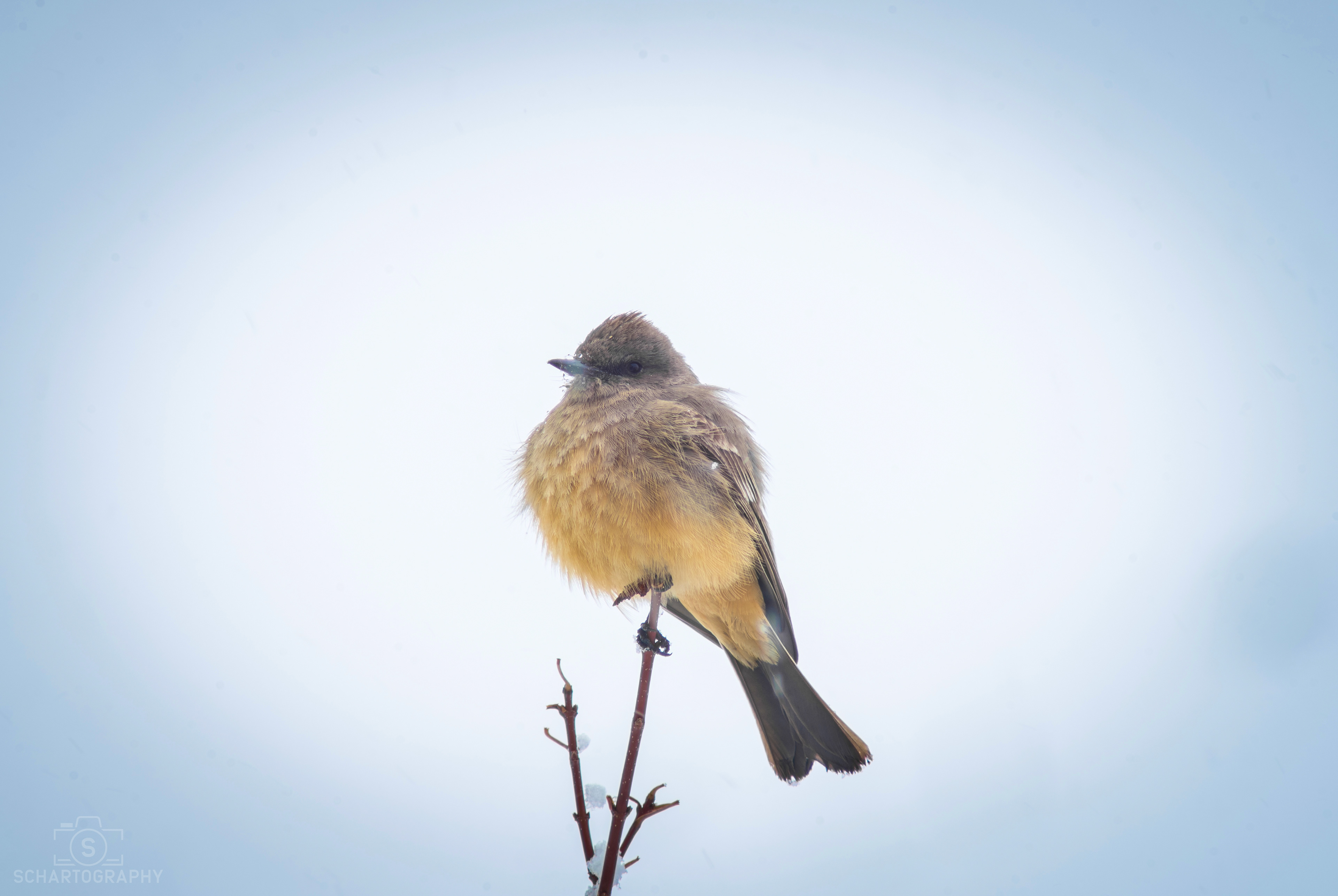 Say's Phoebe