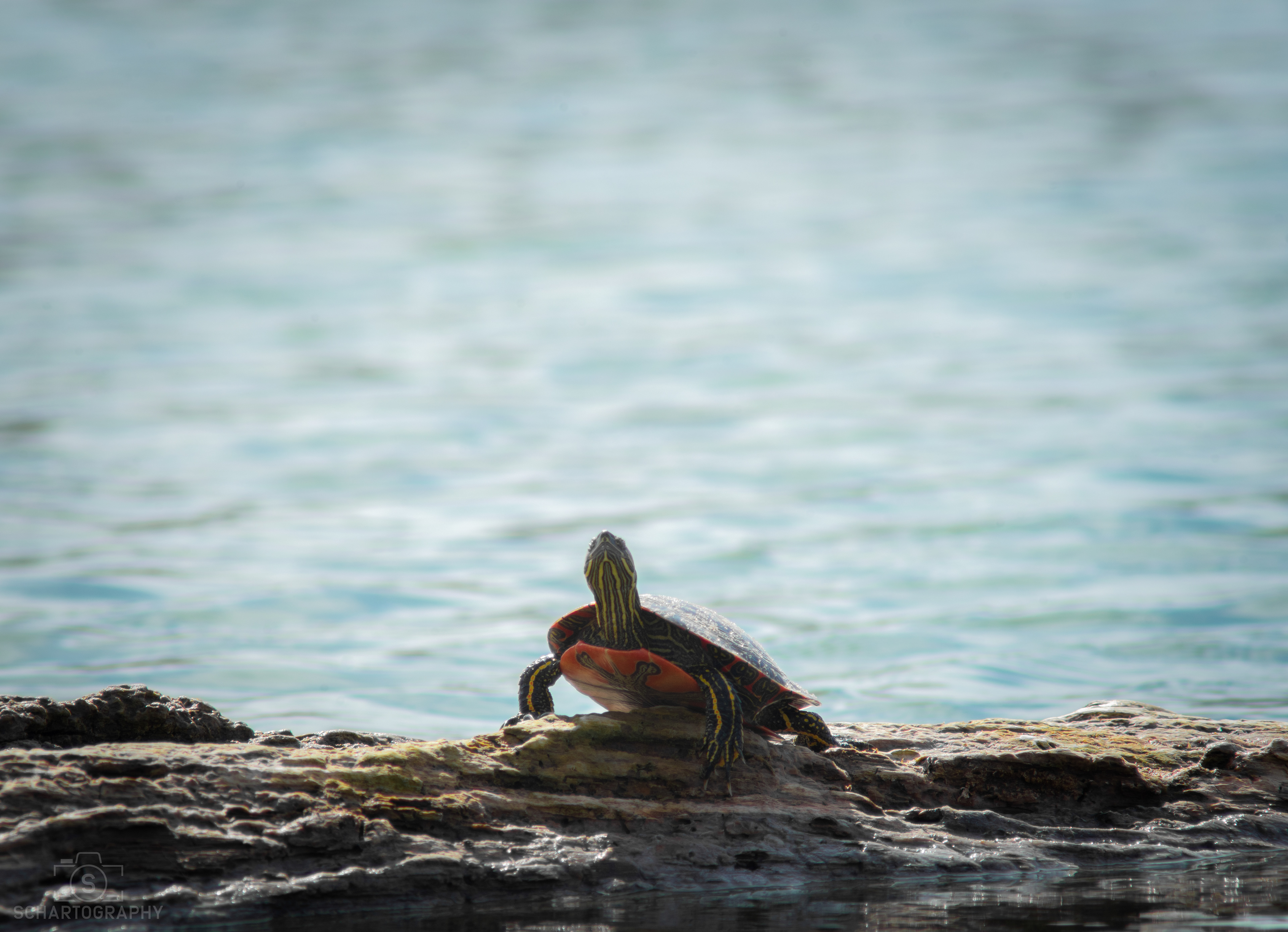 Western Painted Turtle