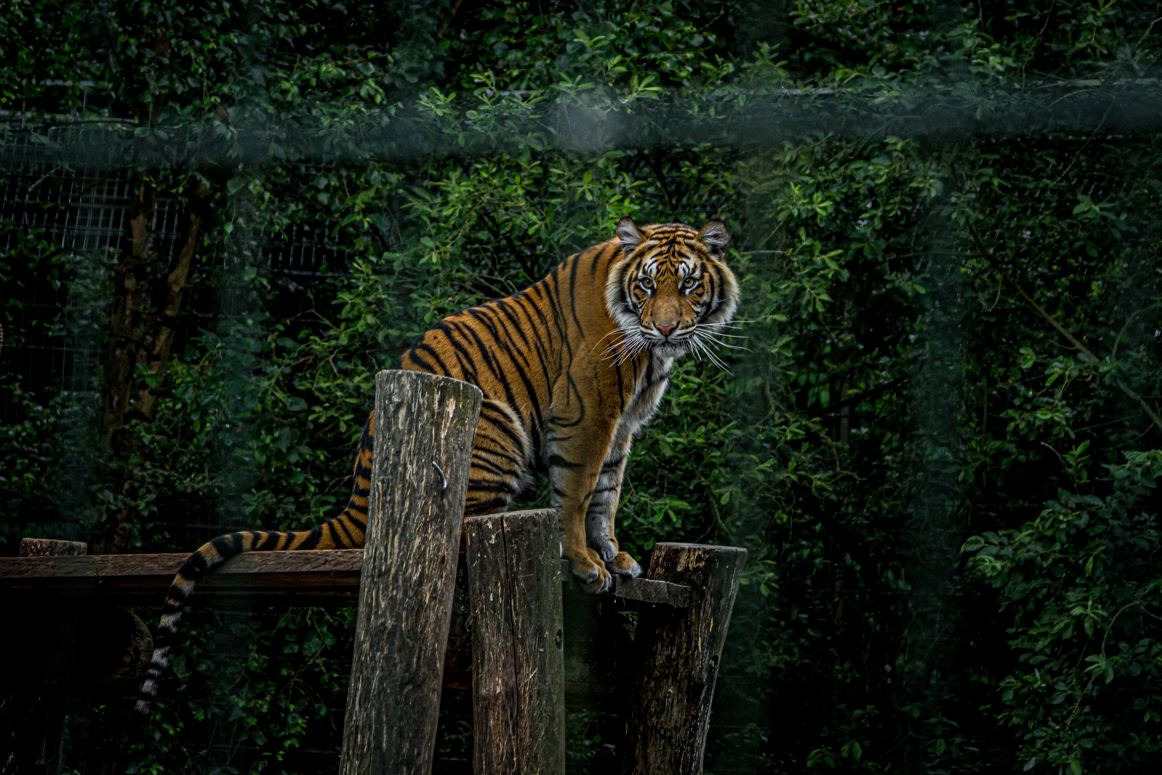 Tiger, Zoo