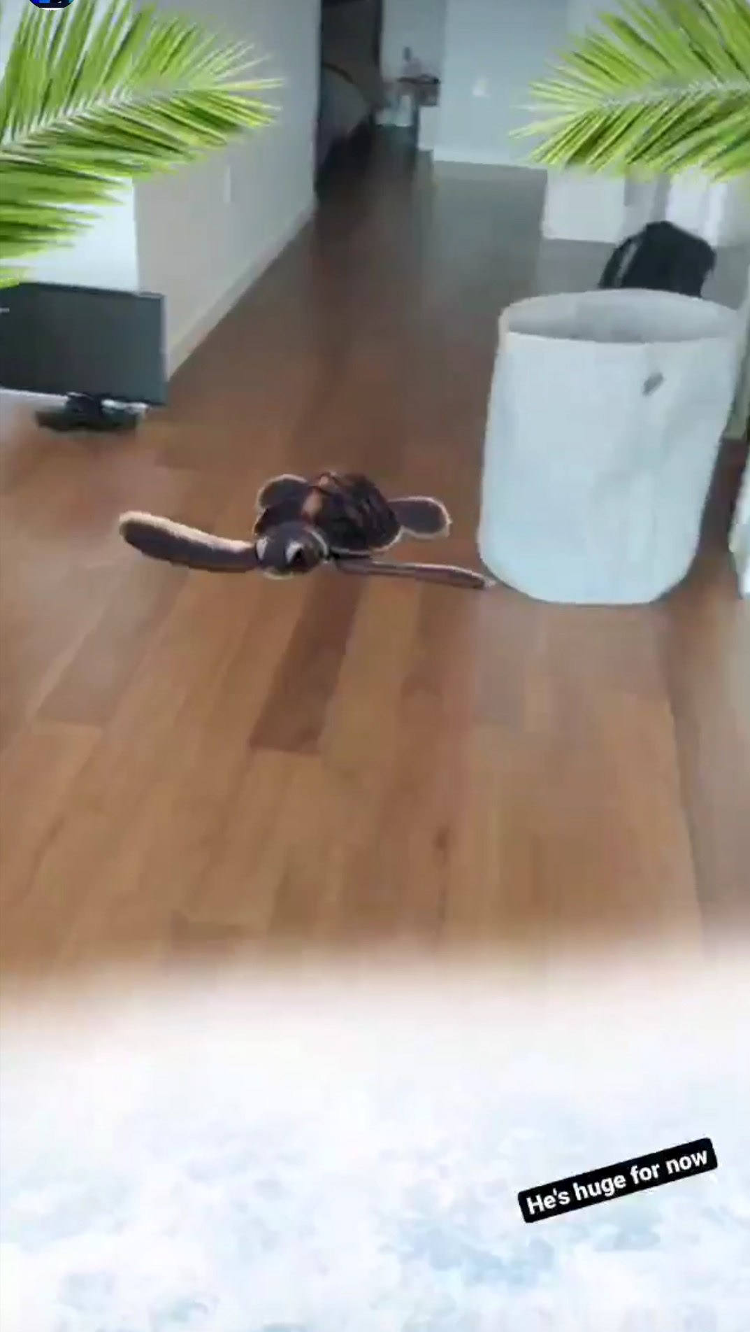 Enabling turtle movement via world object controller.