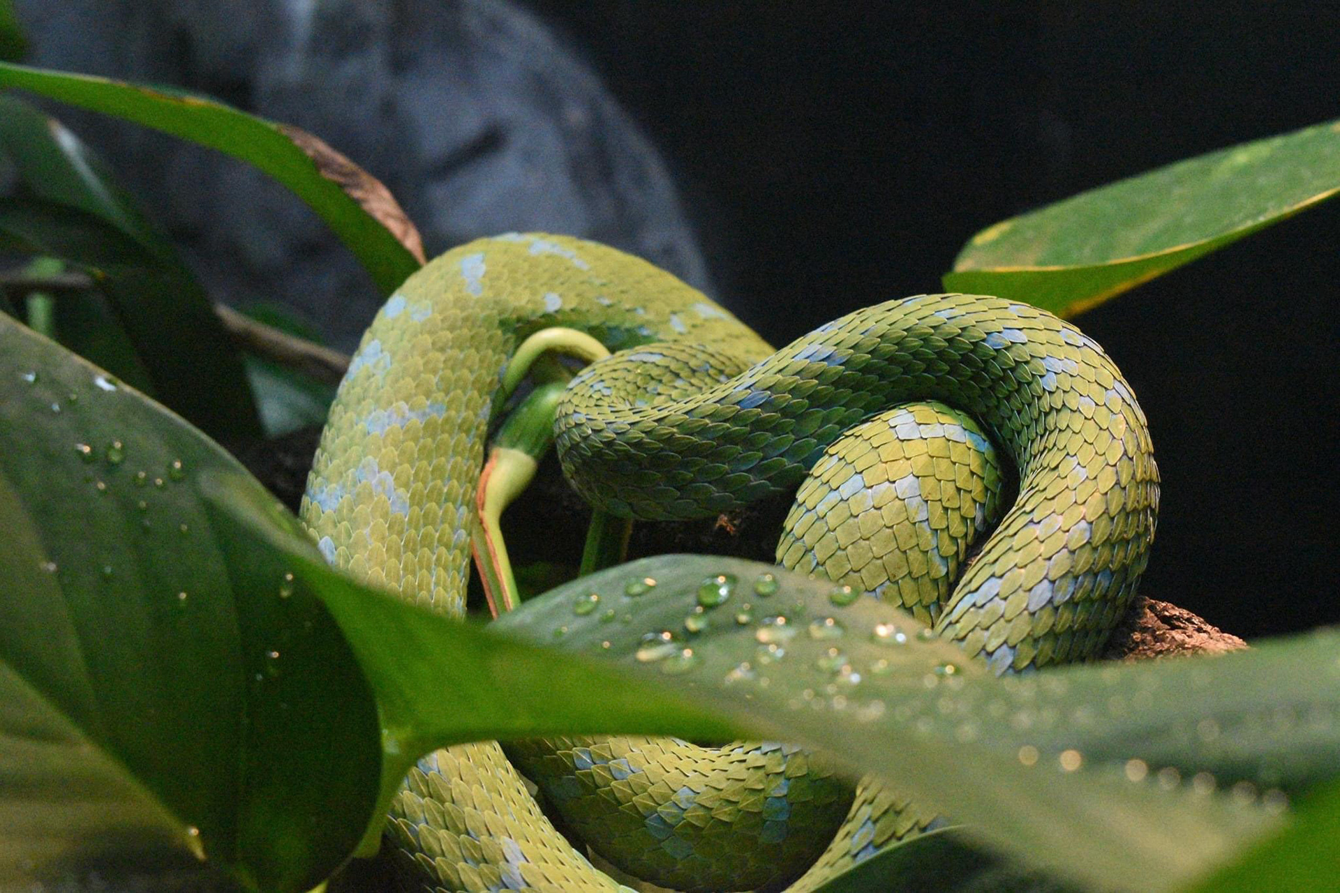 Scales