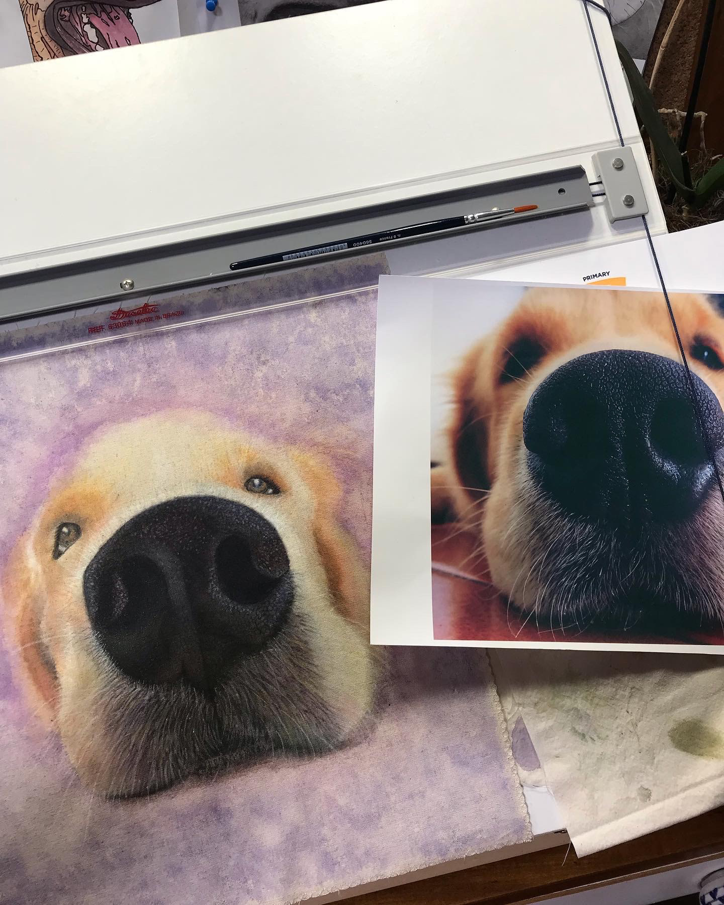 Golden Retriever