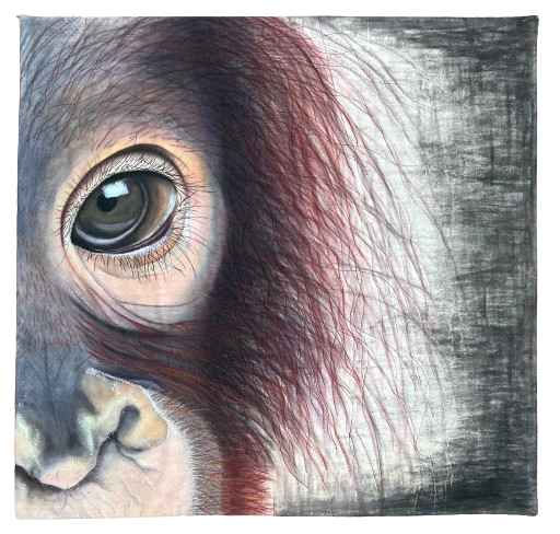 THE SWEET LOOK OF AN ORANGUTAN